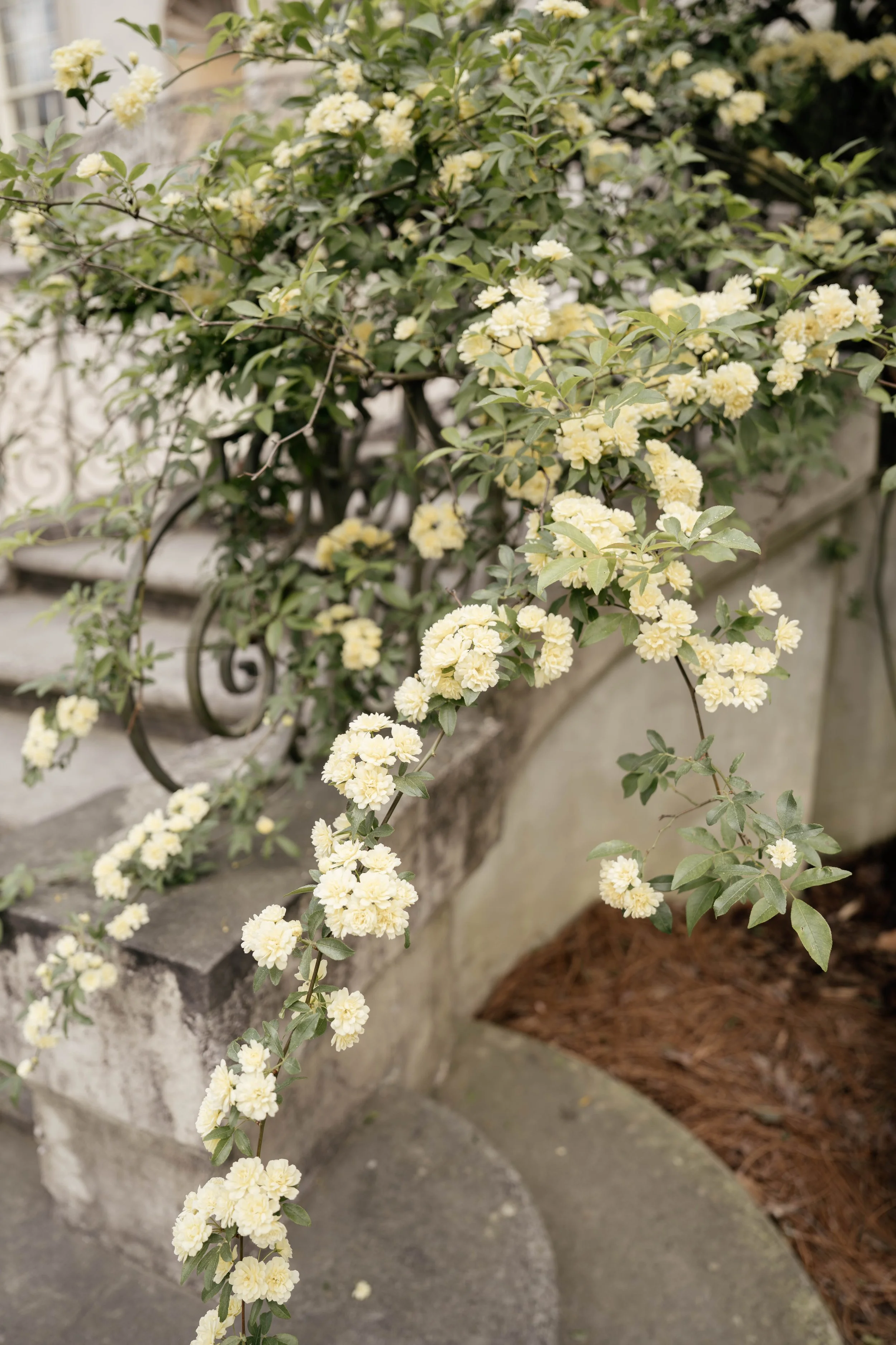 Song of Sanè - Swan House - Megan + Shayne-3.jpg