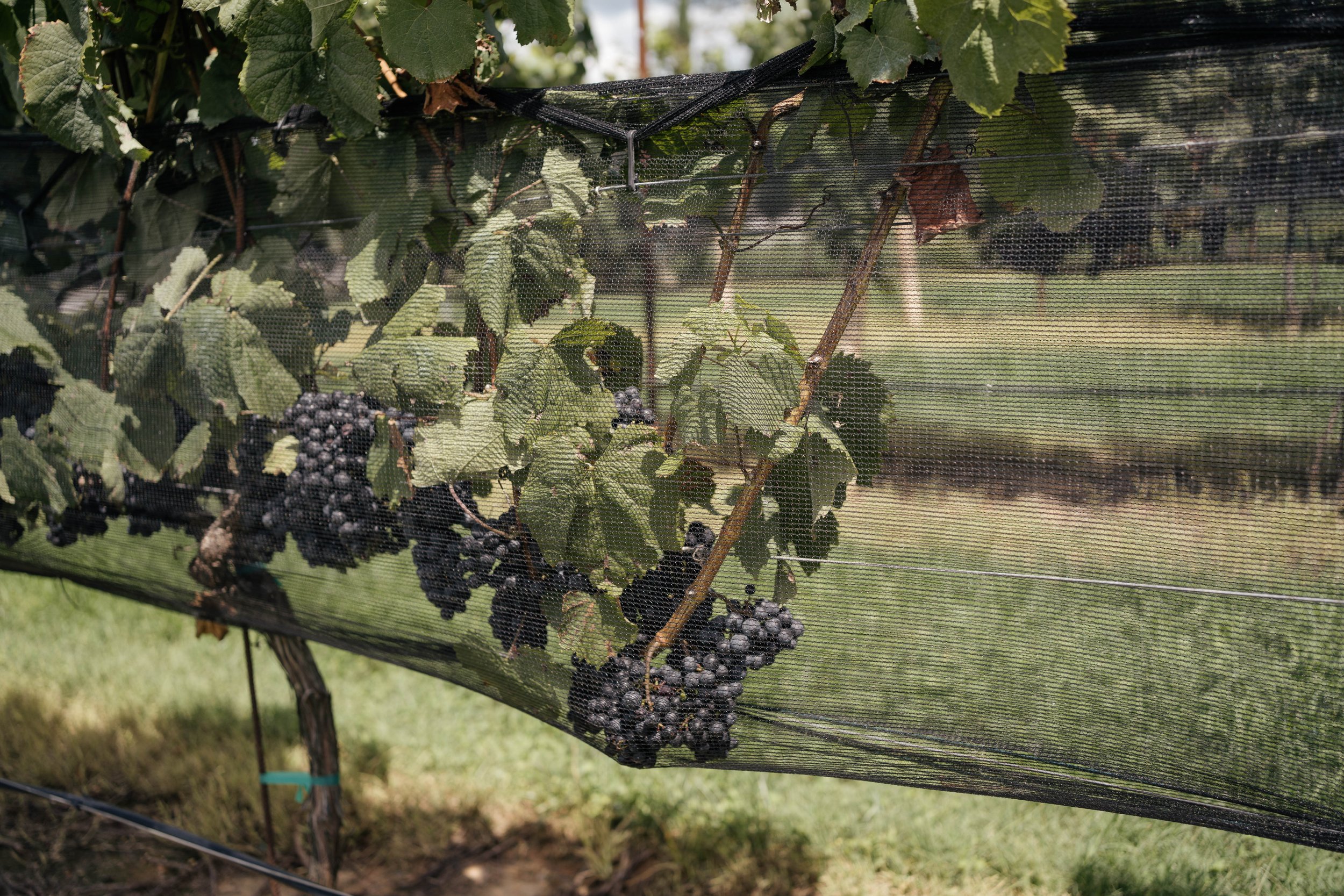 Song of Sanè - Joanne + Edward Montaluce Winery (211).jpg