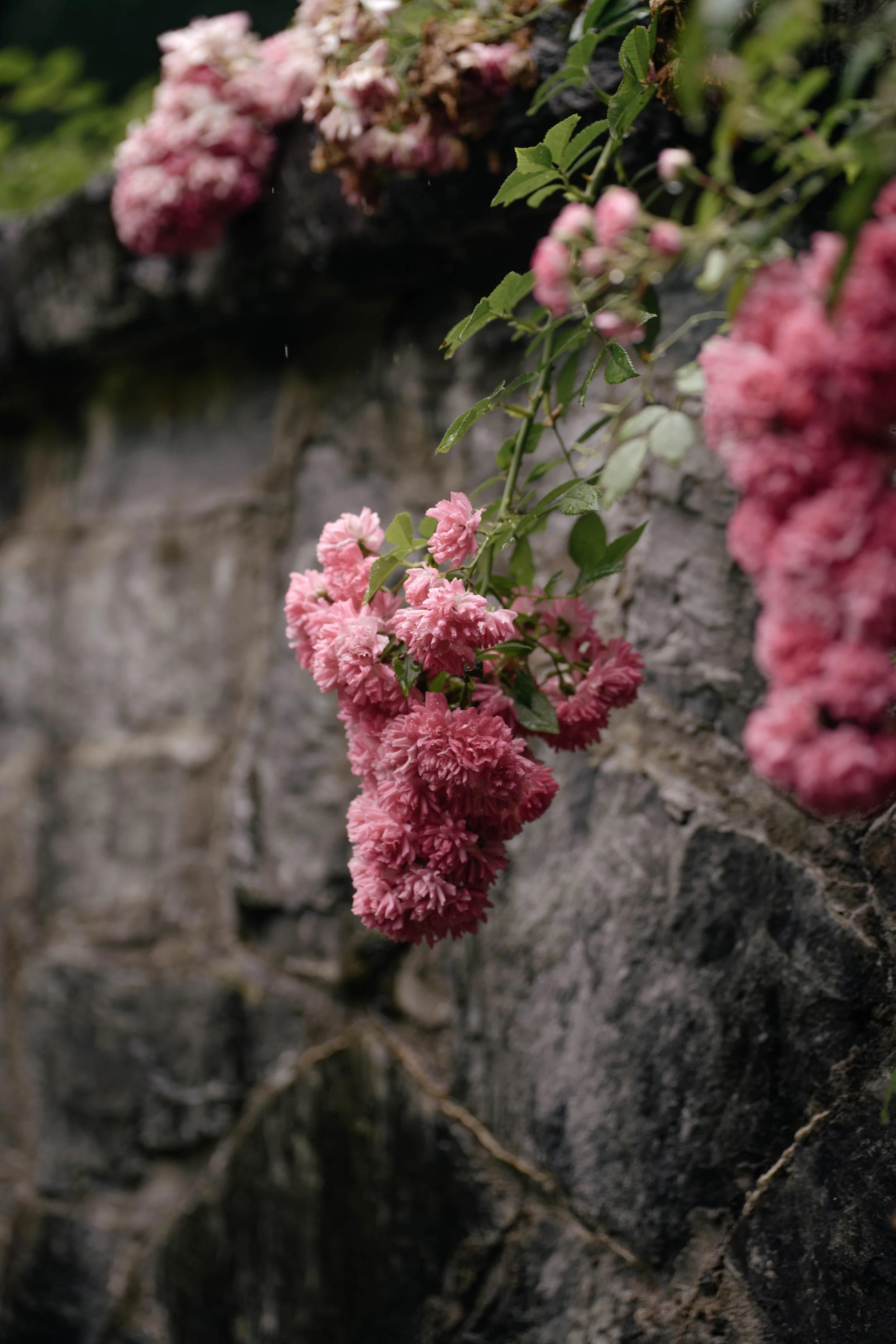 Pink flowers blooming on a vine against a rough gray stone wall.