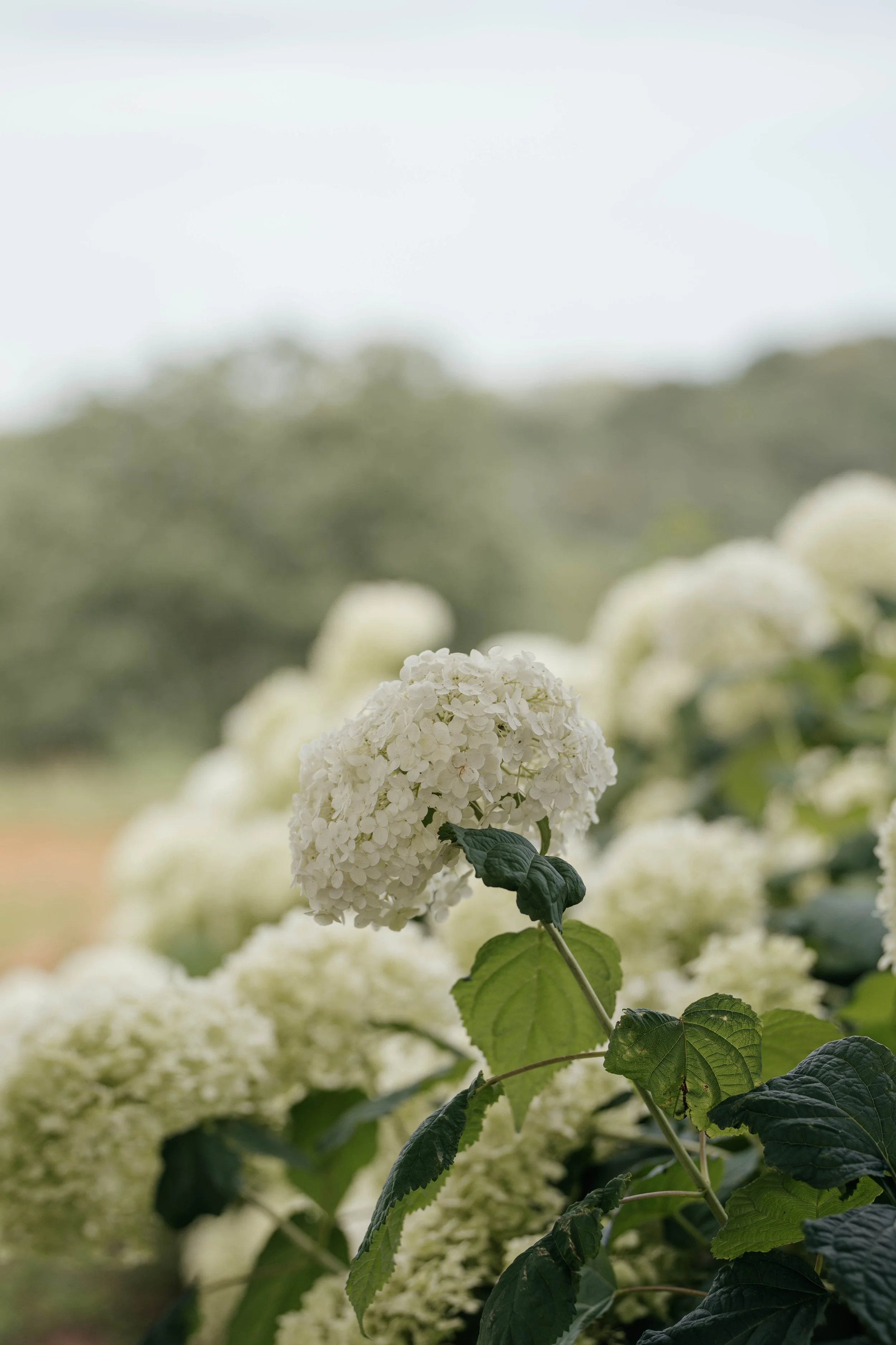 Close-up of white hydrangea flowers with green leaves, outdoors on a cloudy day.
