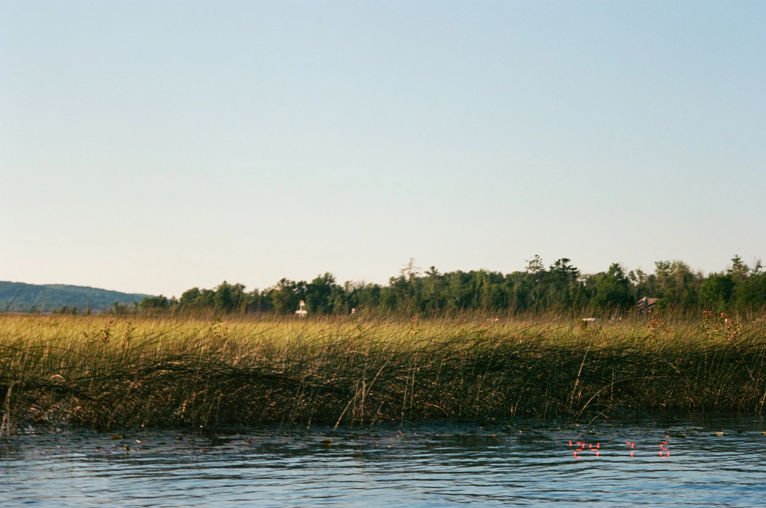 The Marsh - Color 35mm Film (2024)