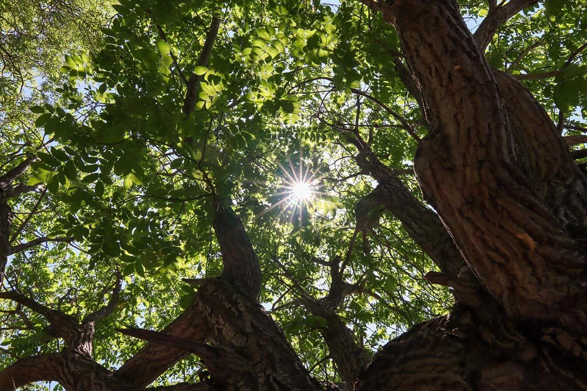 Calendar Song of the Morning