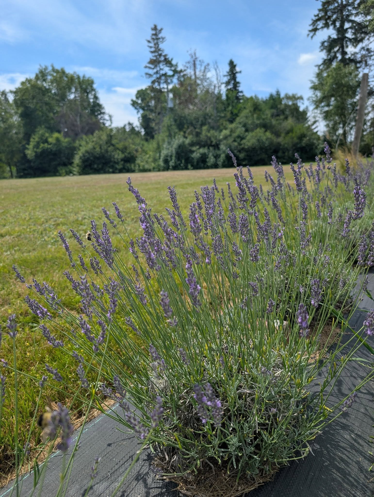 Journée à la ferme de lavande