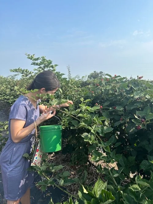 Katherine picking blackberries at Ham Orchards, Terrell, TX