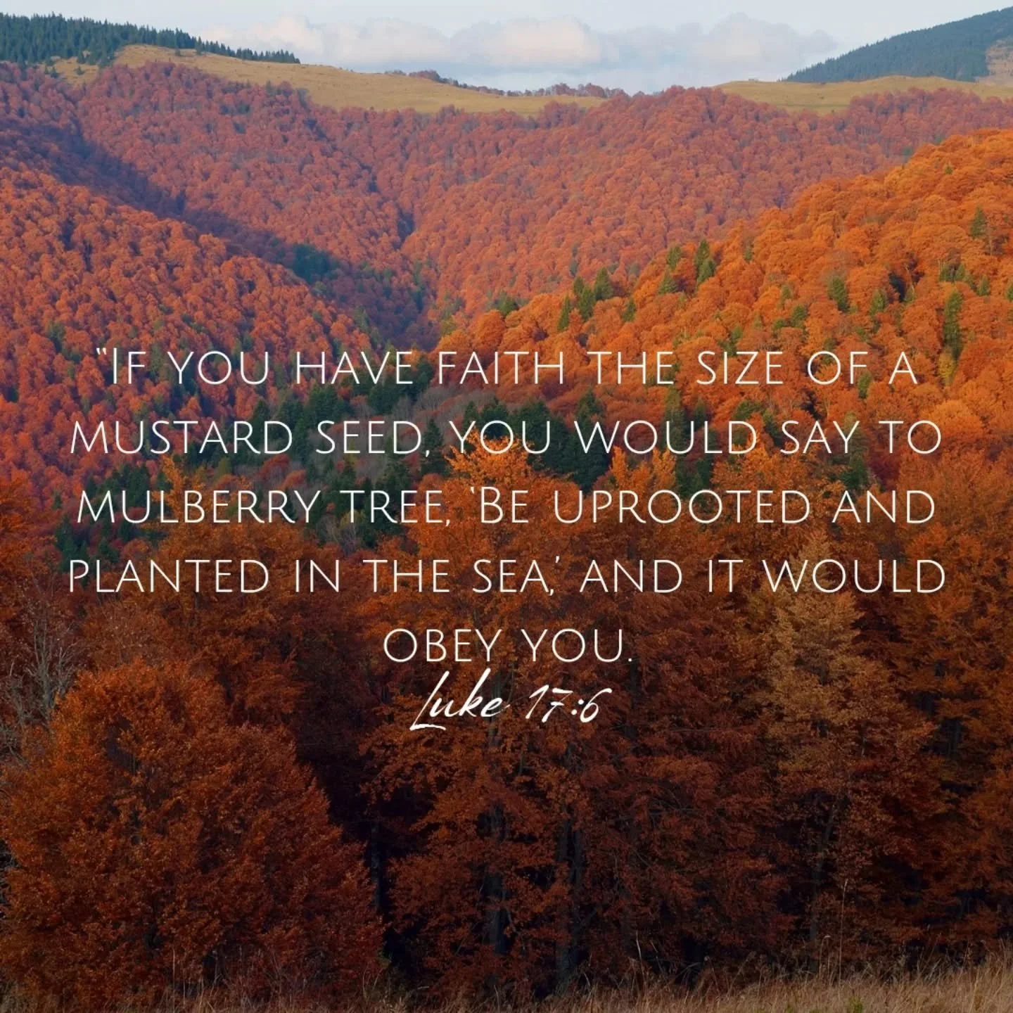 Midweek Reflection 🙏 

The apostles said to the Lord, &quot;Increase our faith.&quot;
The Lord replied, &quot;If you have faith the size of a mustard seed, you would say to this mulberry tree, 'Be uprooted and planted in the sea,' and it would obey 