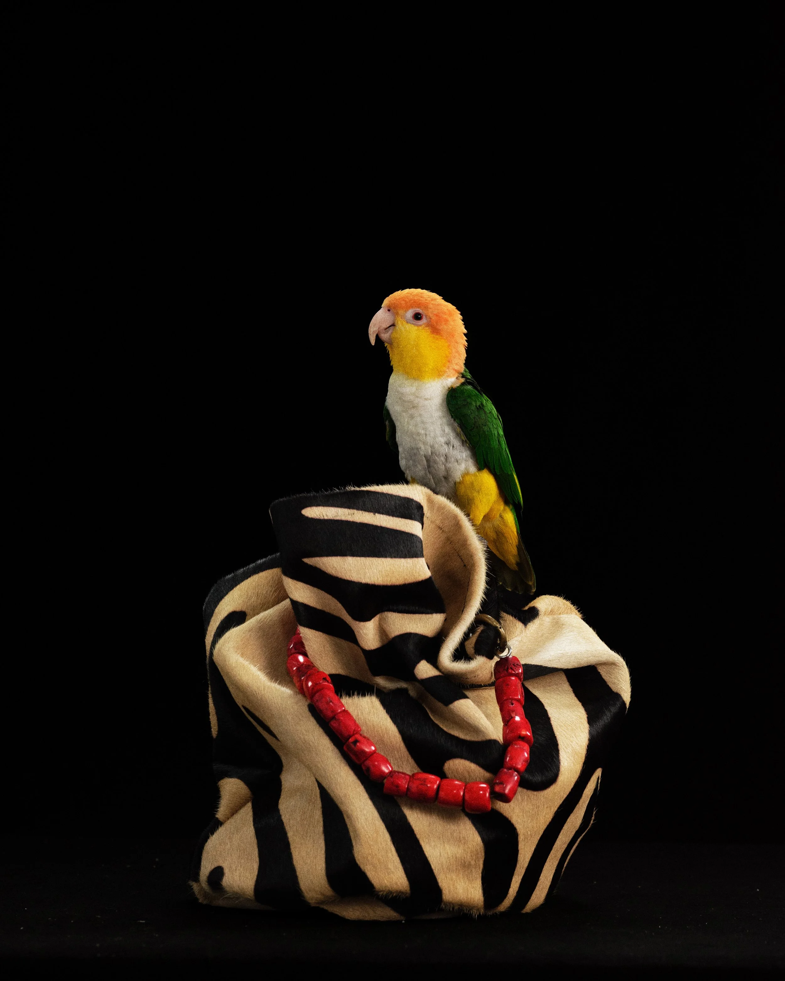 Colorful parrot sitting on a wrapped fabric bundle decorated with red beads, against a black background.