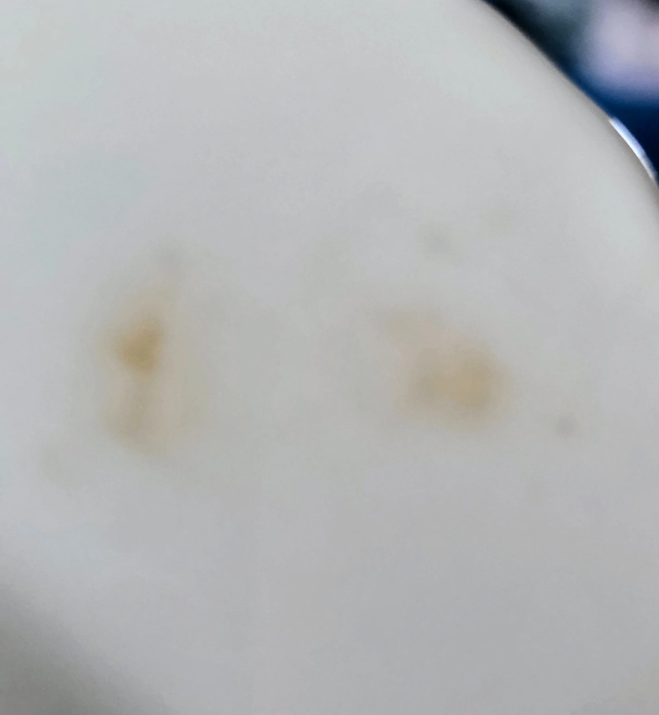 vintage bavarian (8).jpg