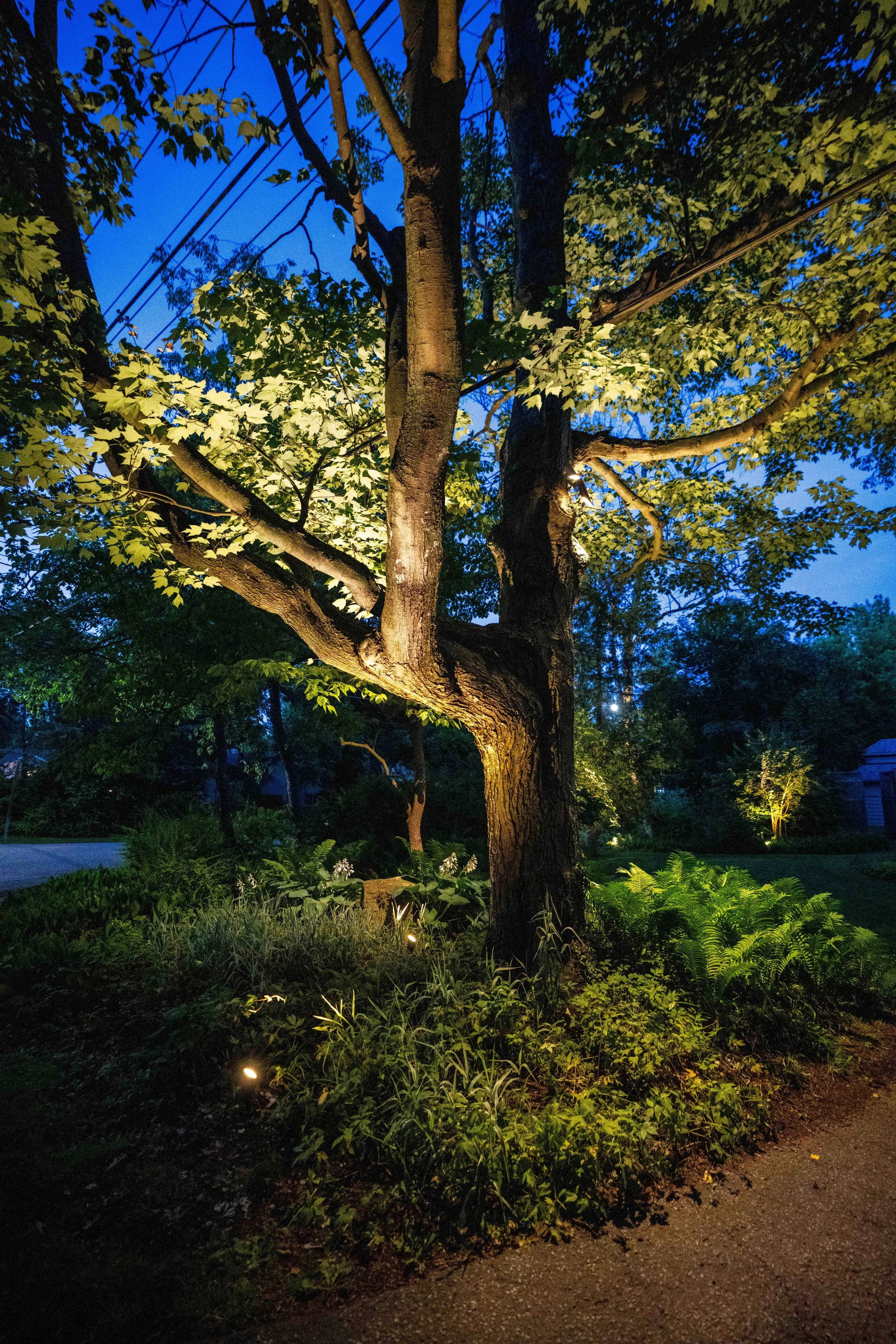 A large tree illuminated by landscape lighting at dusk, with green foliage and a garden bed with ferns at its base.