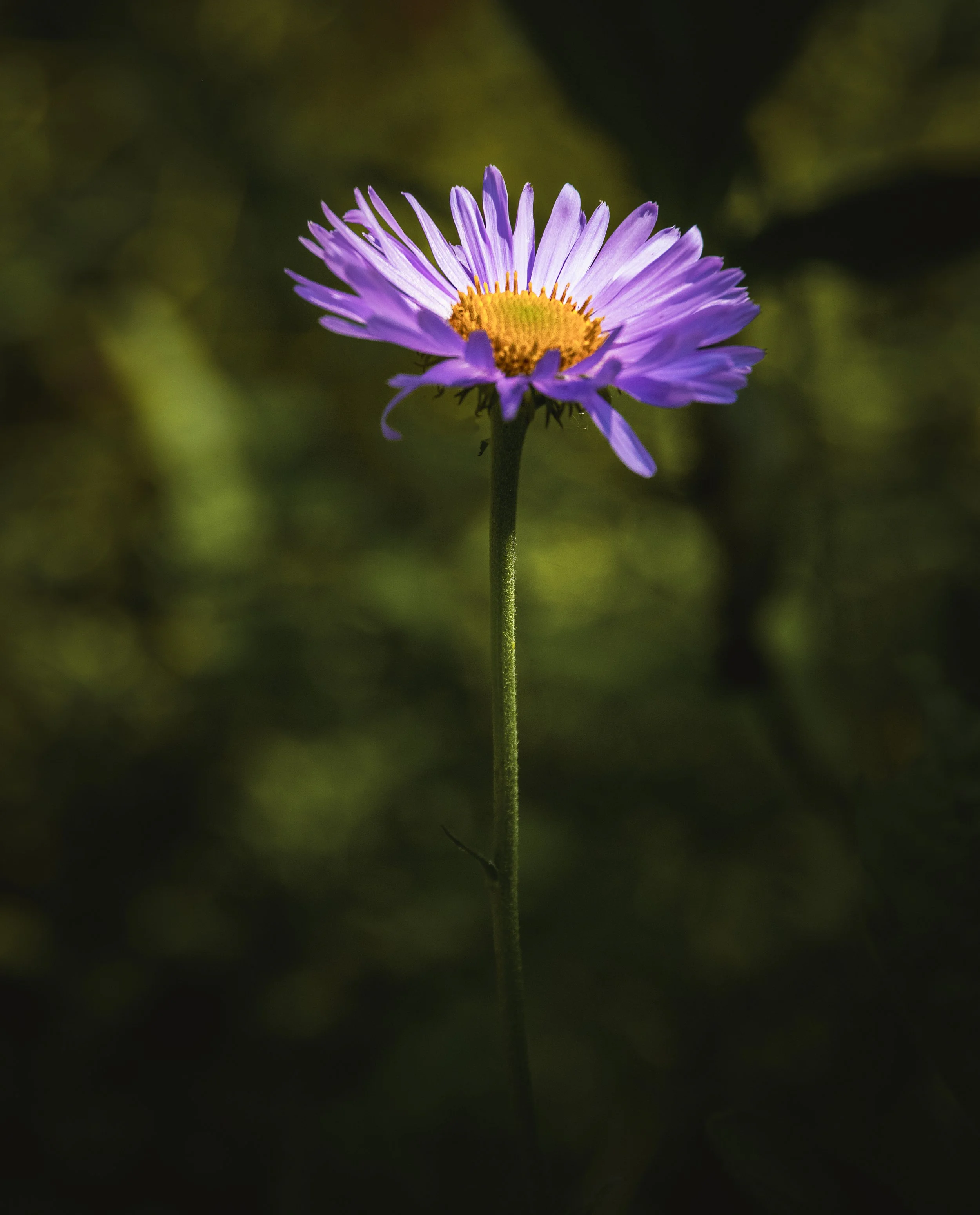 Sunlit Aster