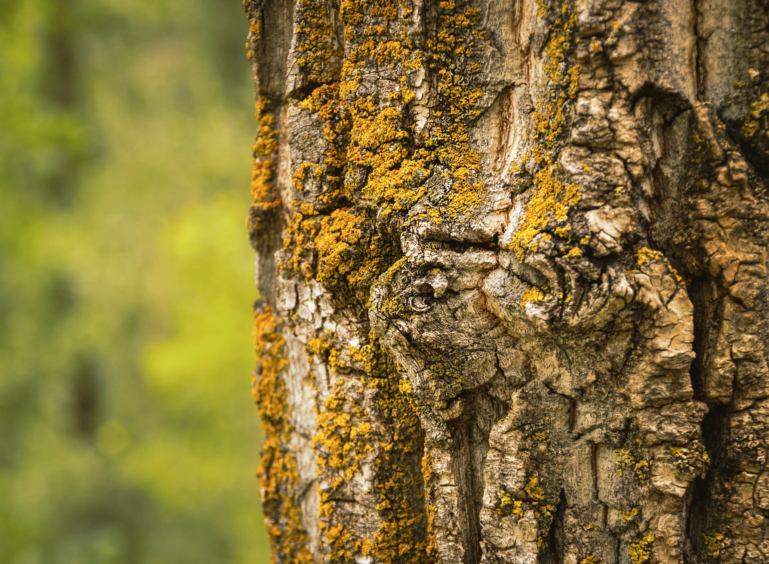Texture in Tree Bark