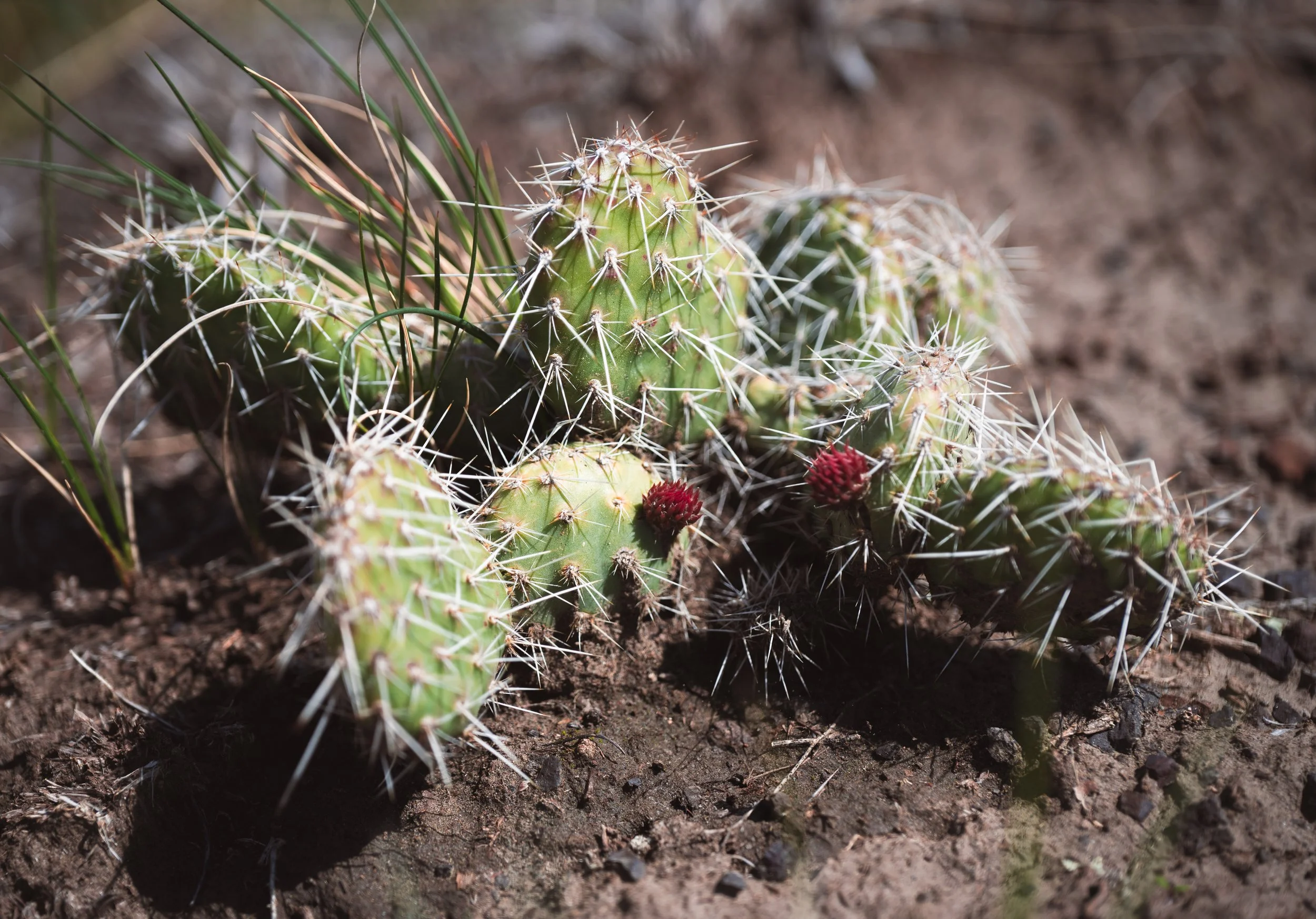 Danger! - Prickly Pear Cactus
