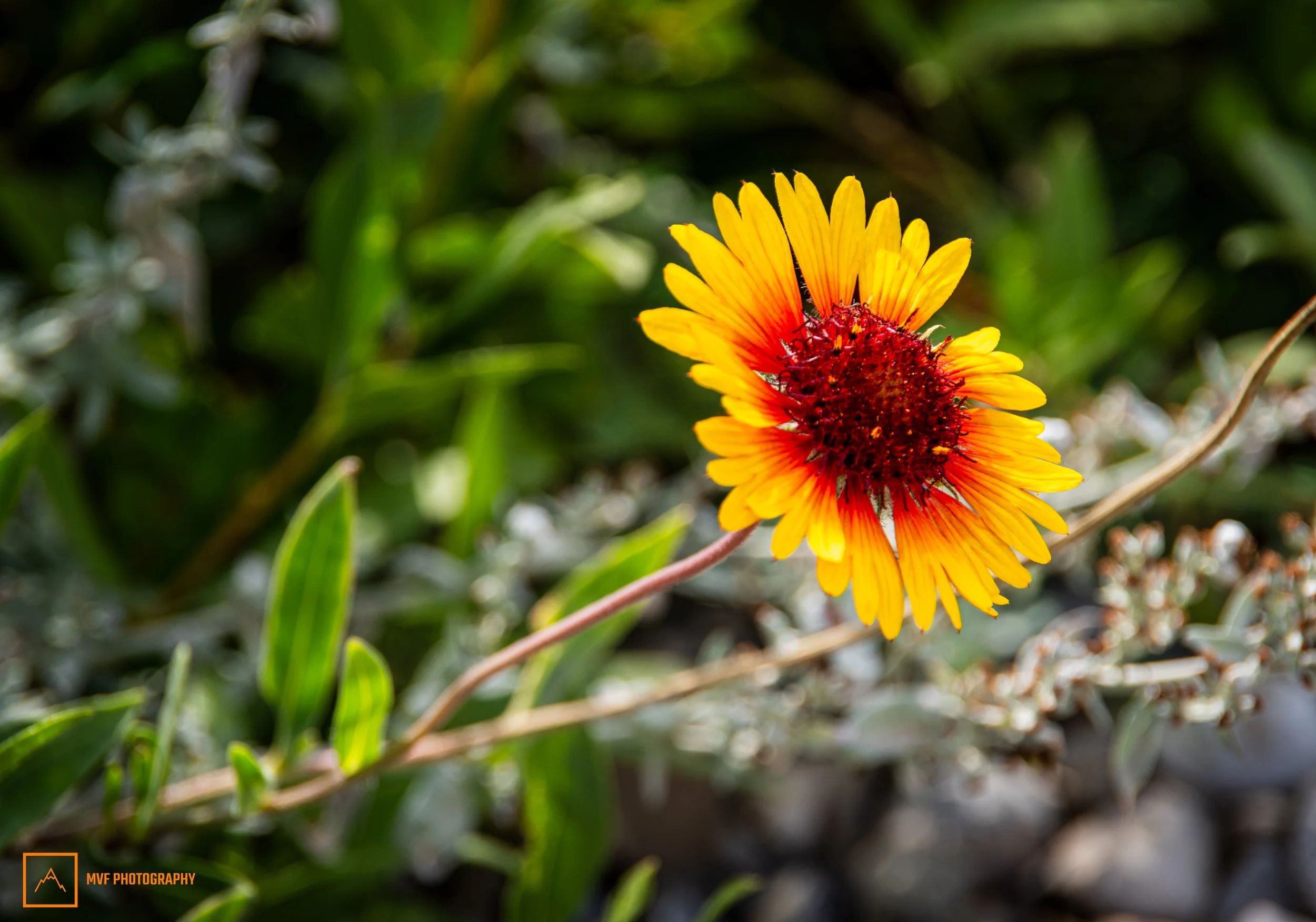 Reach! Common Blanket Flower