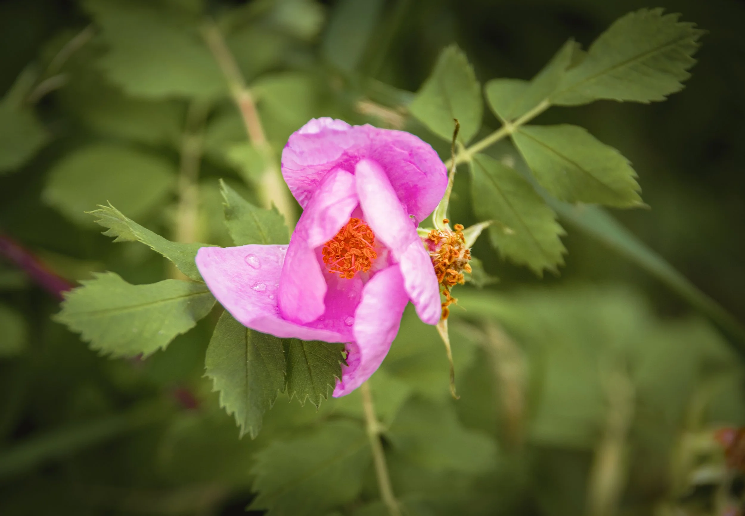 Shy Wild Rose