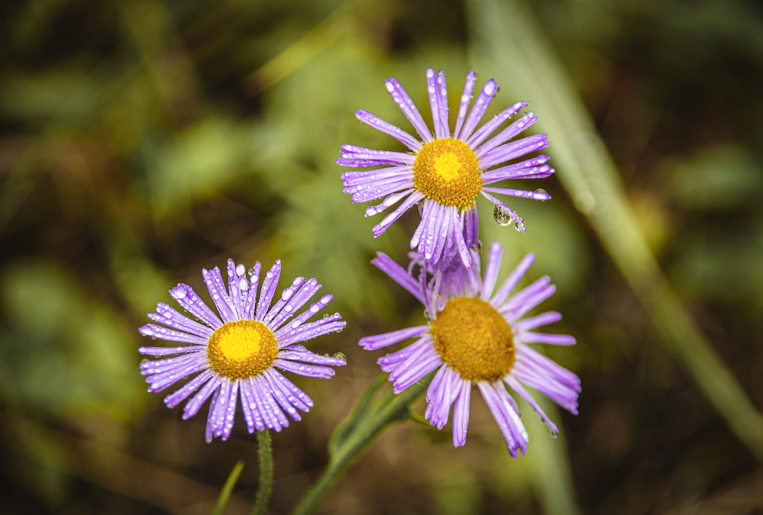 Asters in the Rain