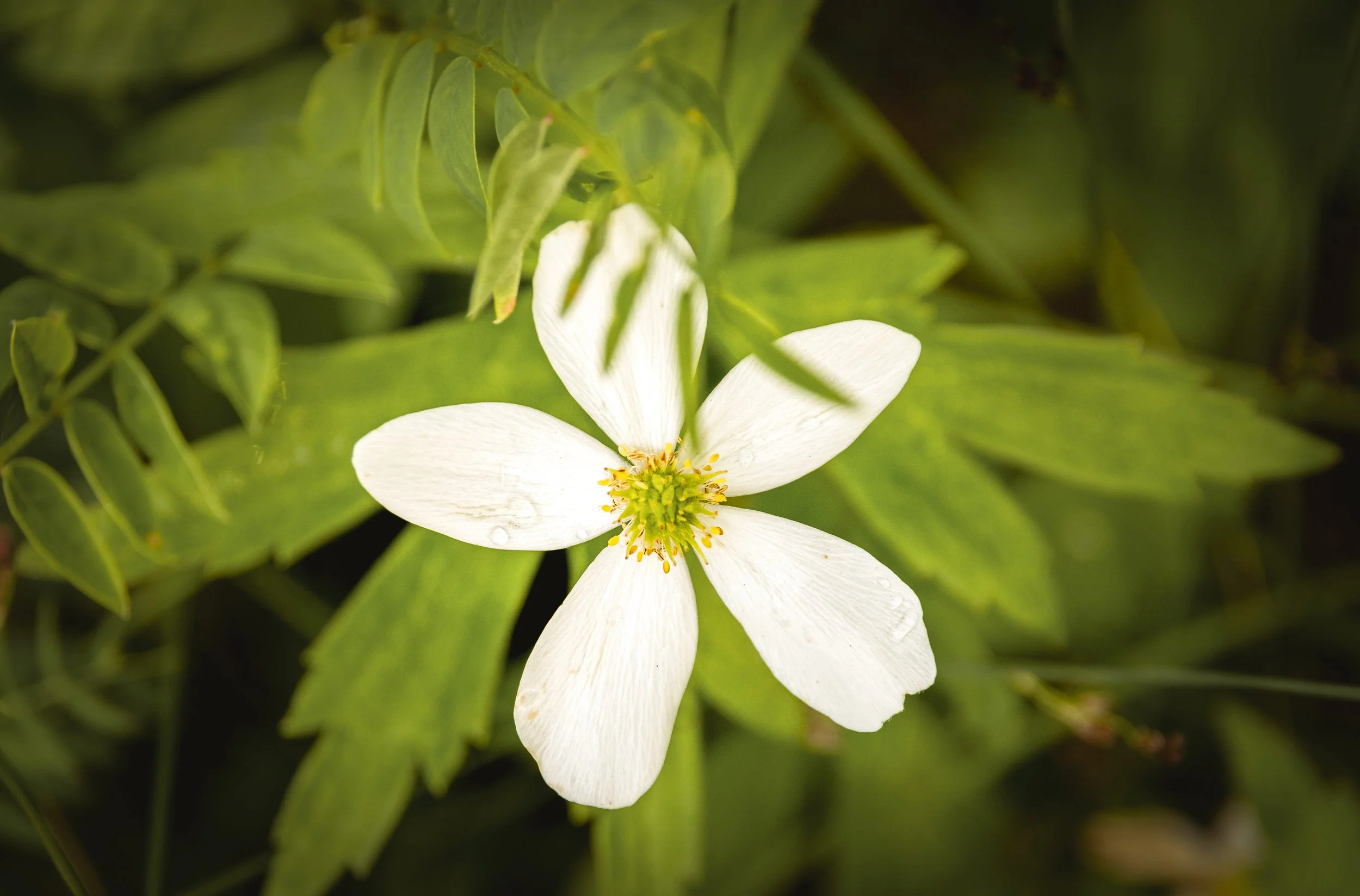 Canada Anemone 