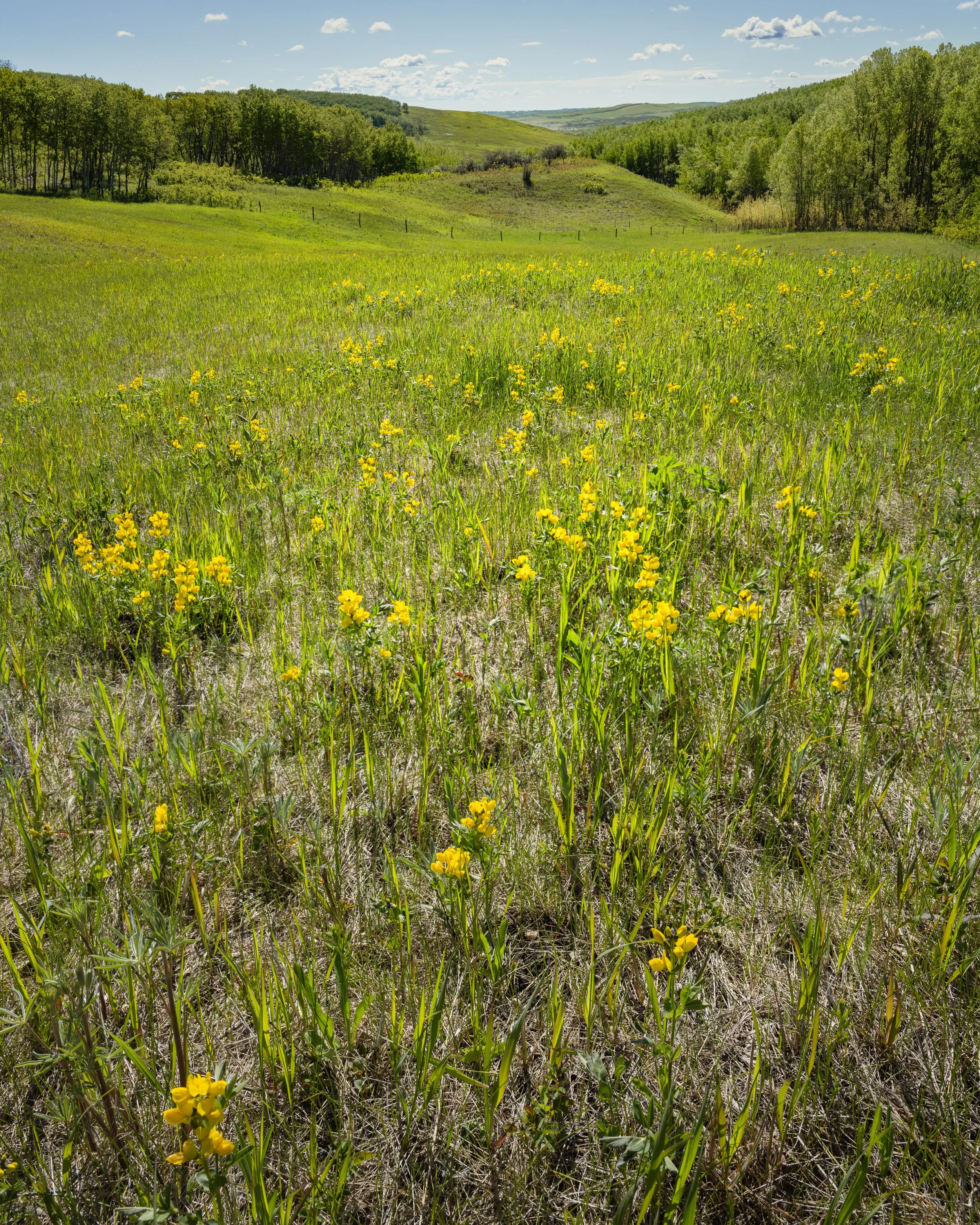Yellow Blooms Across the Foothills
