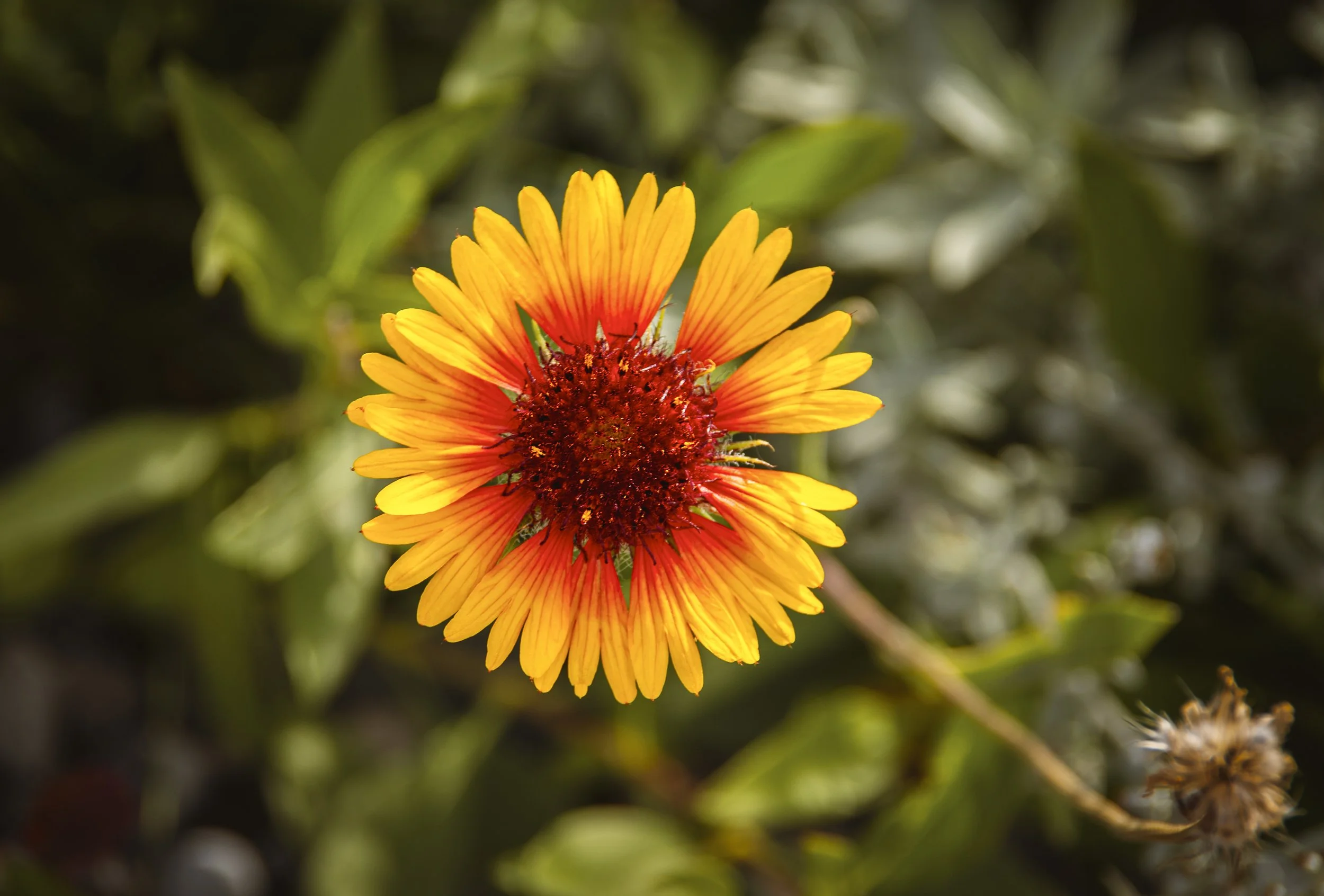 Not So Common Blanket Flower