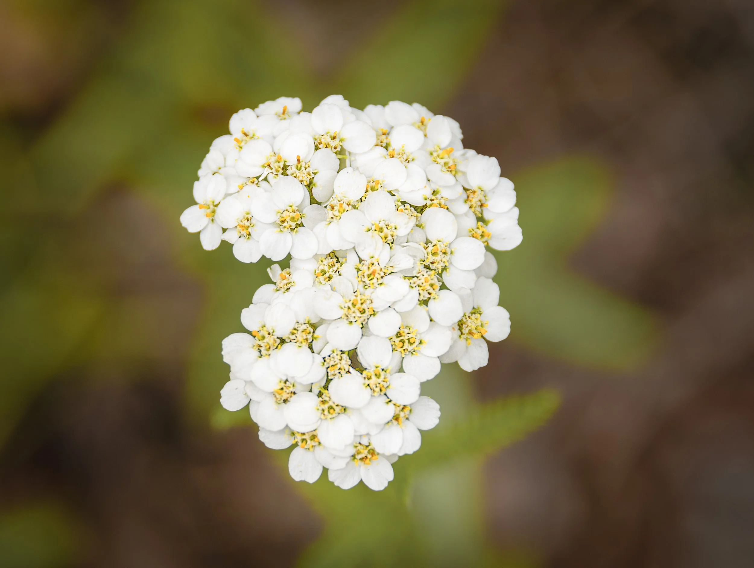 White Yarrow