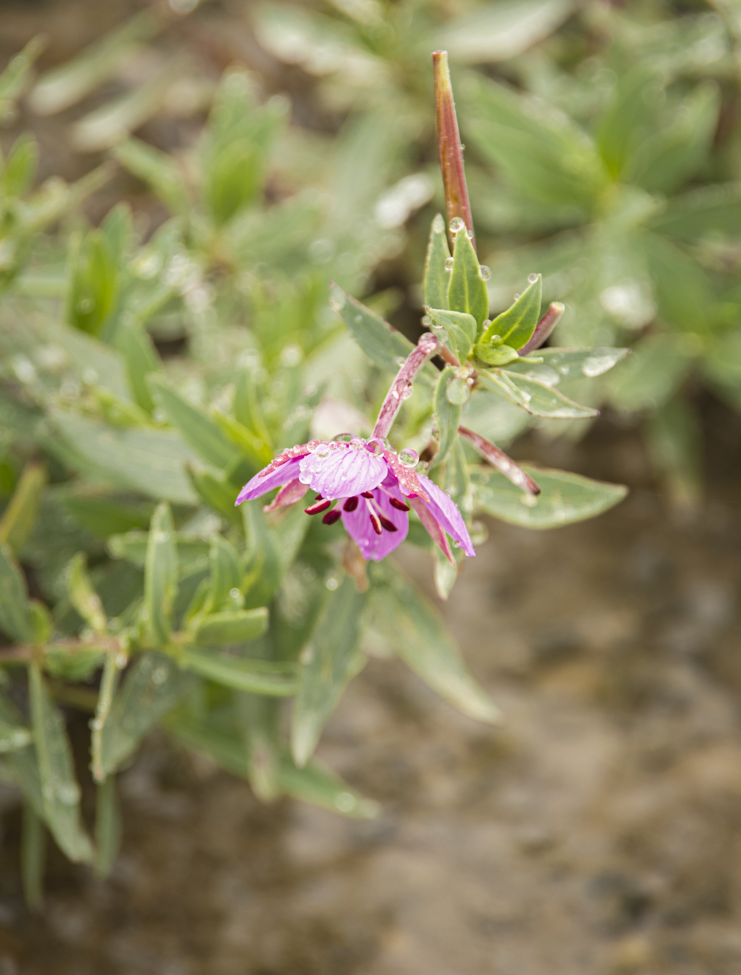 Fireweed Droplets
