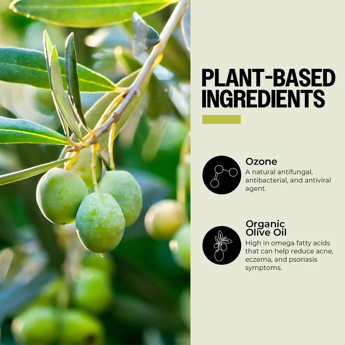 olive-oil-graphic-1__46616.jpg.webp