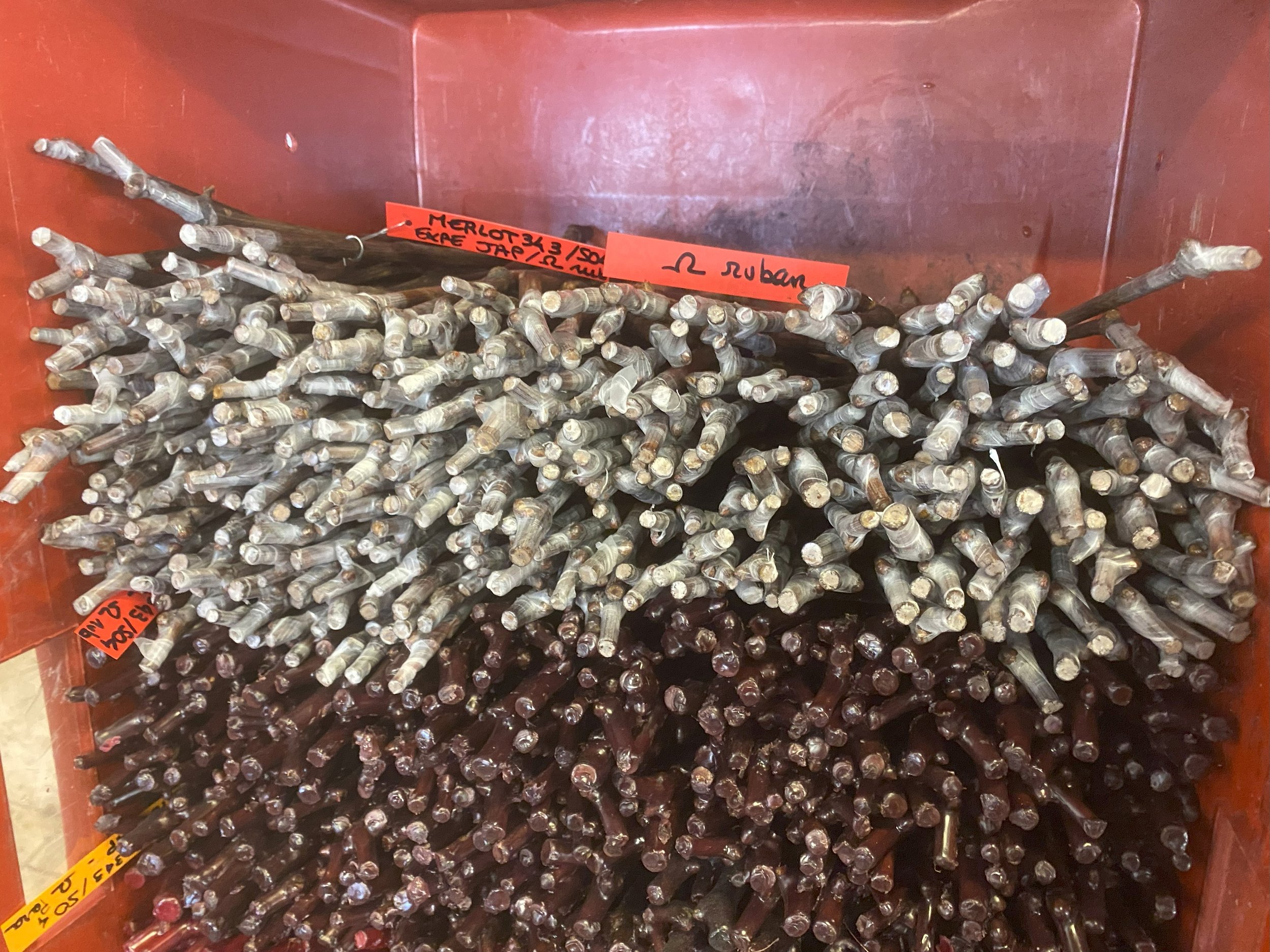 Début des essais d'une nouvelle technique de greffage de la vigne