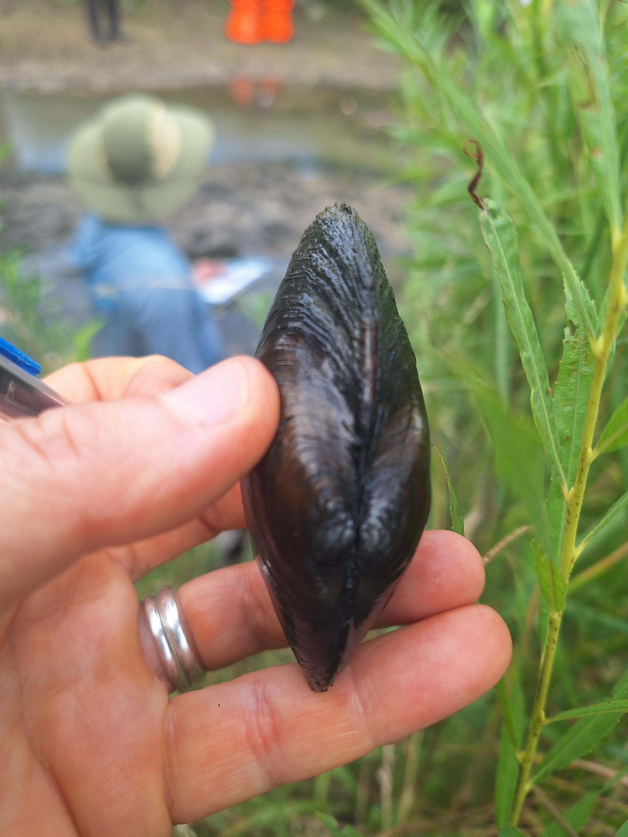 Rare mussels discovered in Kentwood park
