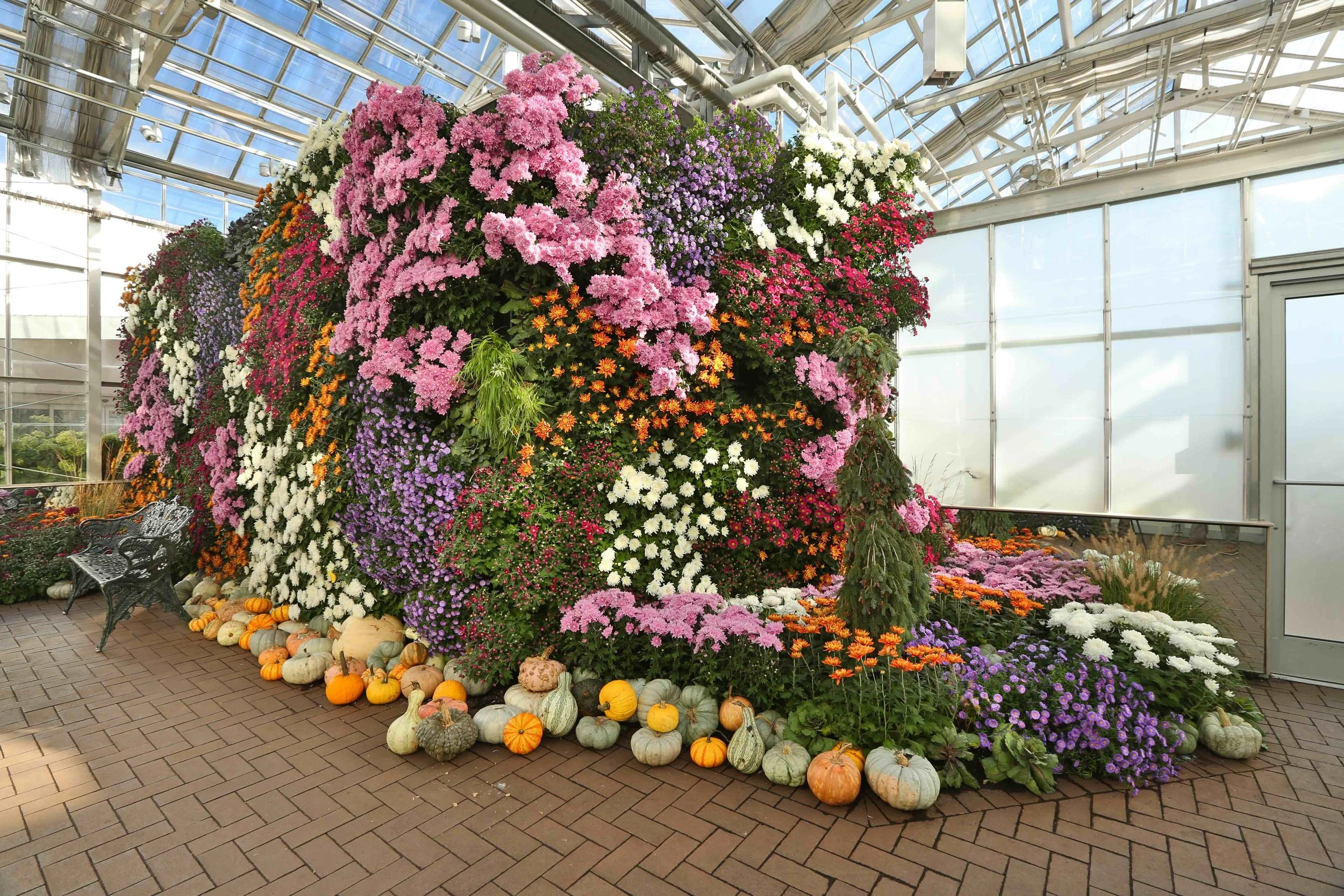 Gardens celebrates fall with mums and music