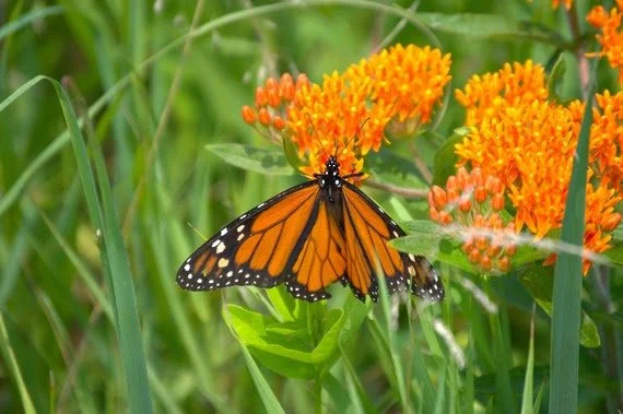 County park initiative encourages residents to create habitat at home