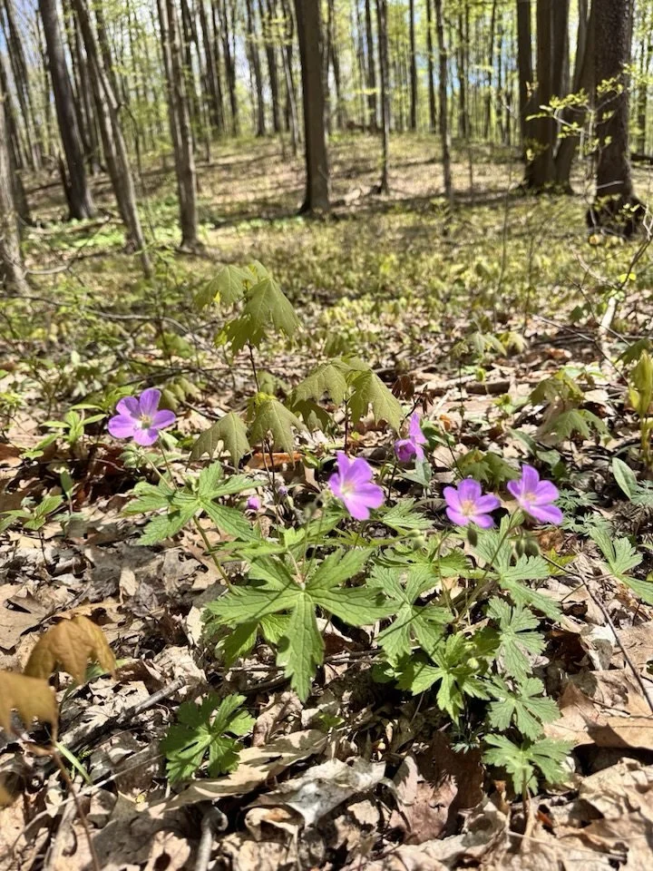 Nature preserve earns old-growth forest designation