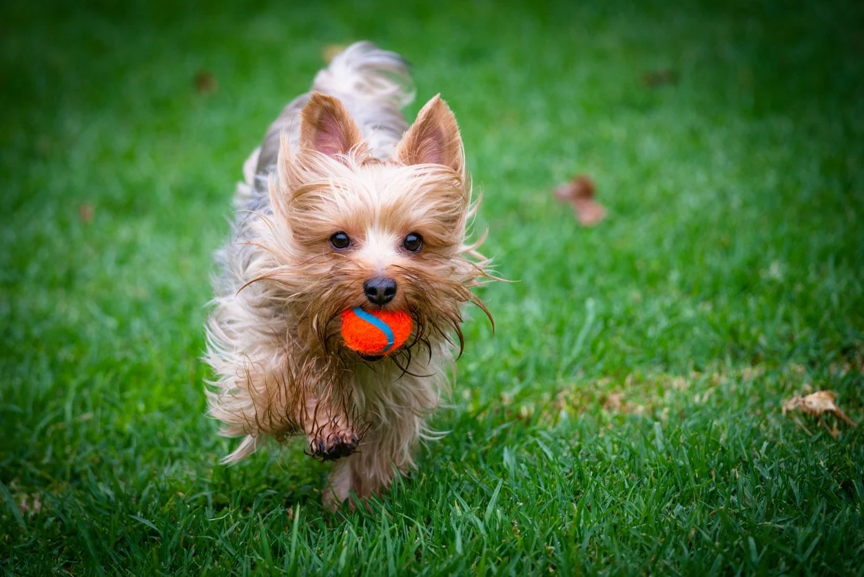New dog park celebrates grand opening