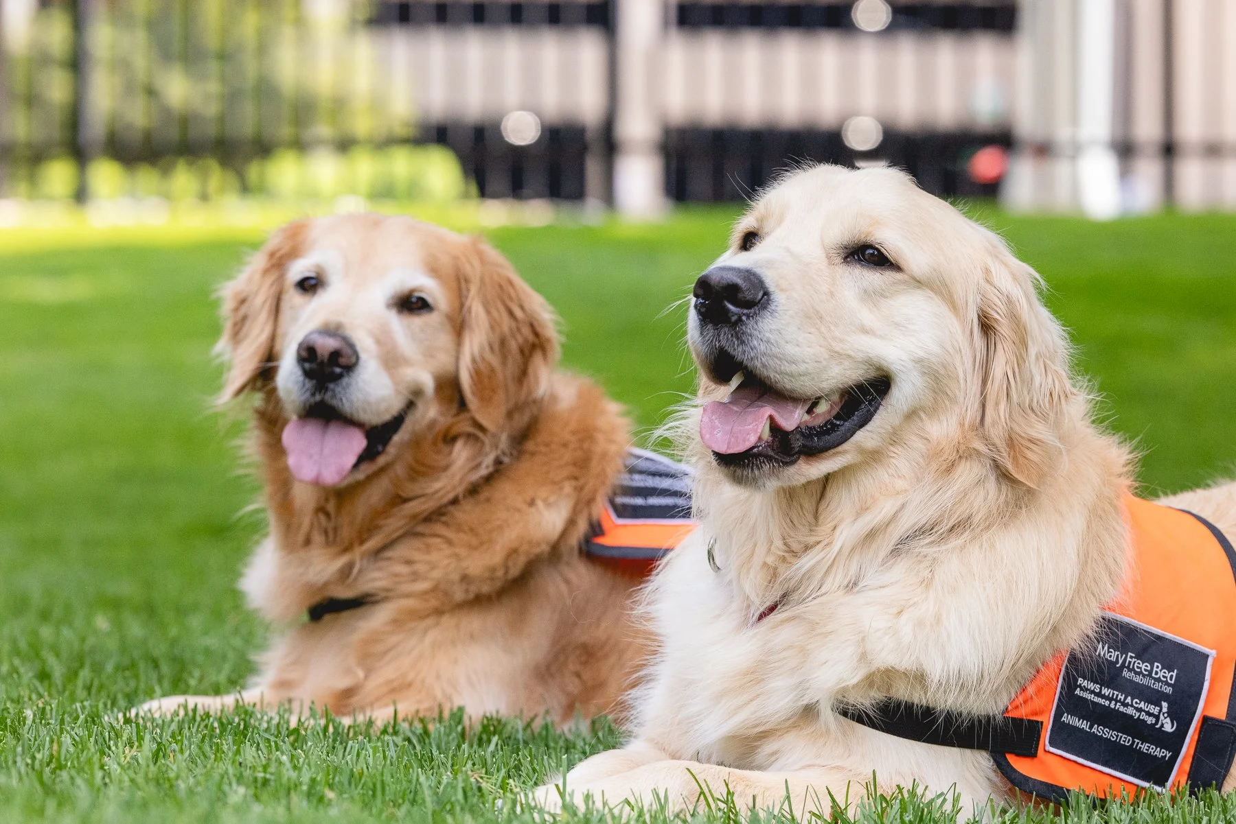 New therapy dog joins rehabilitation team