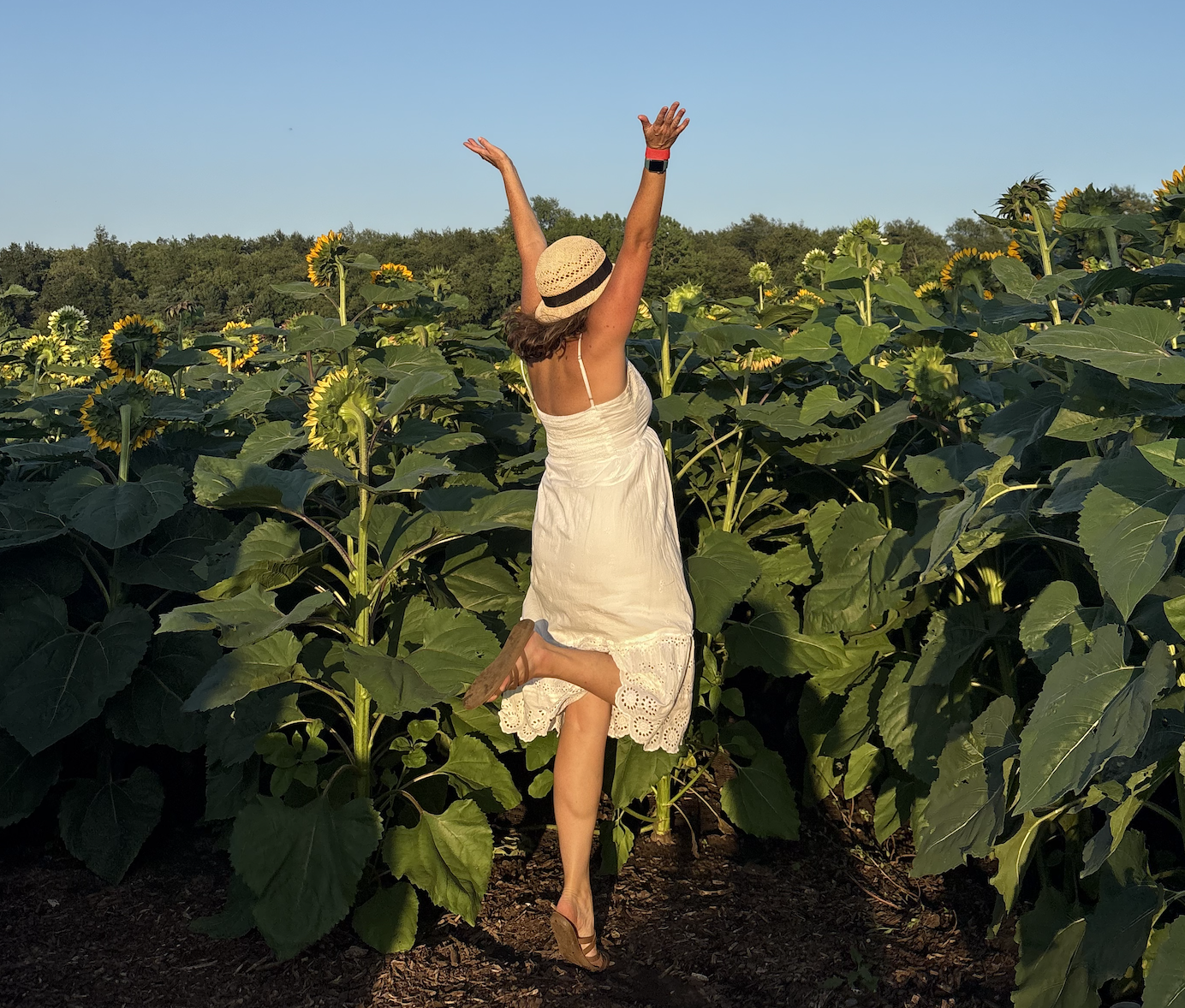 Farm to host Sunflower Days July 30-Aug 16