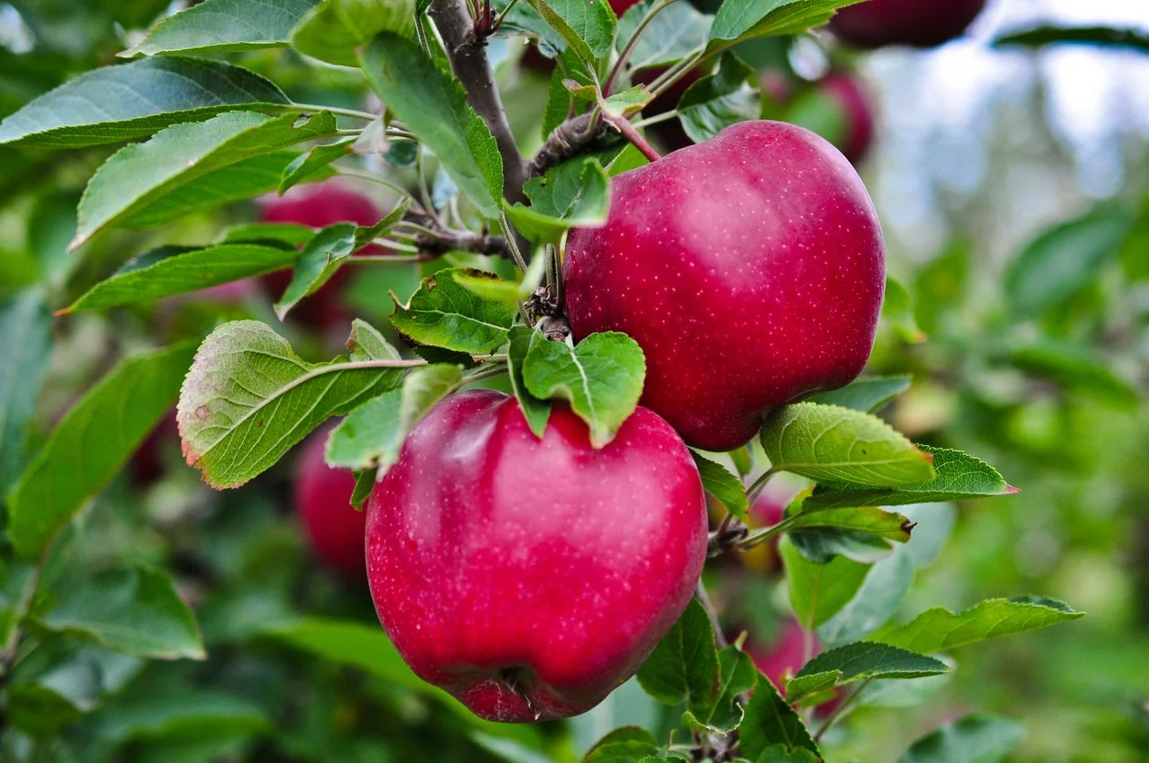 Warm spring brings apple-picking season ahead of schedule