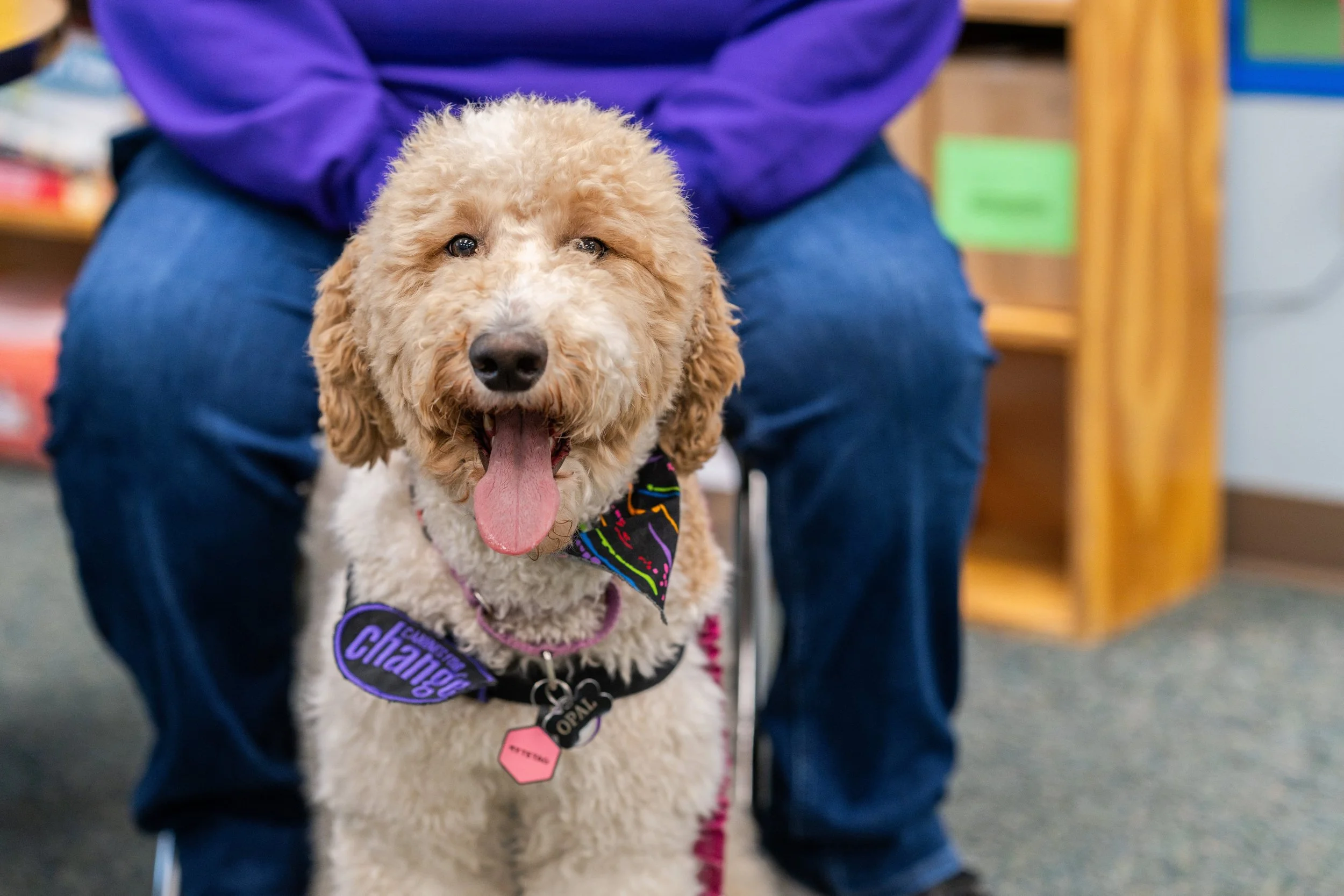 Health plan places five facility dogs in Michigan schools