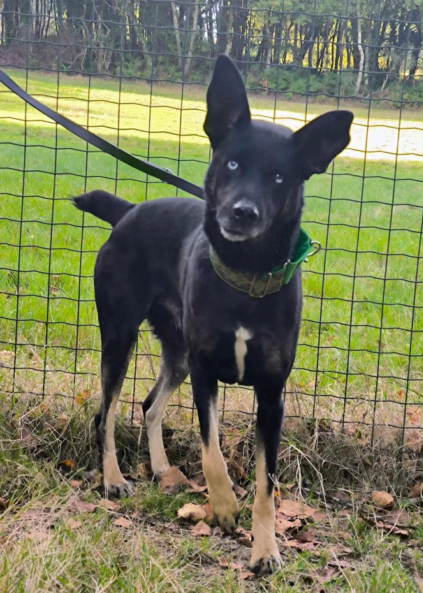 Foto de Lorca, un perro negro disponible para adopción en Galicia, España-adopción perros galicia-adopciones perros Lugo galicia, adoptar perro lugo