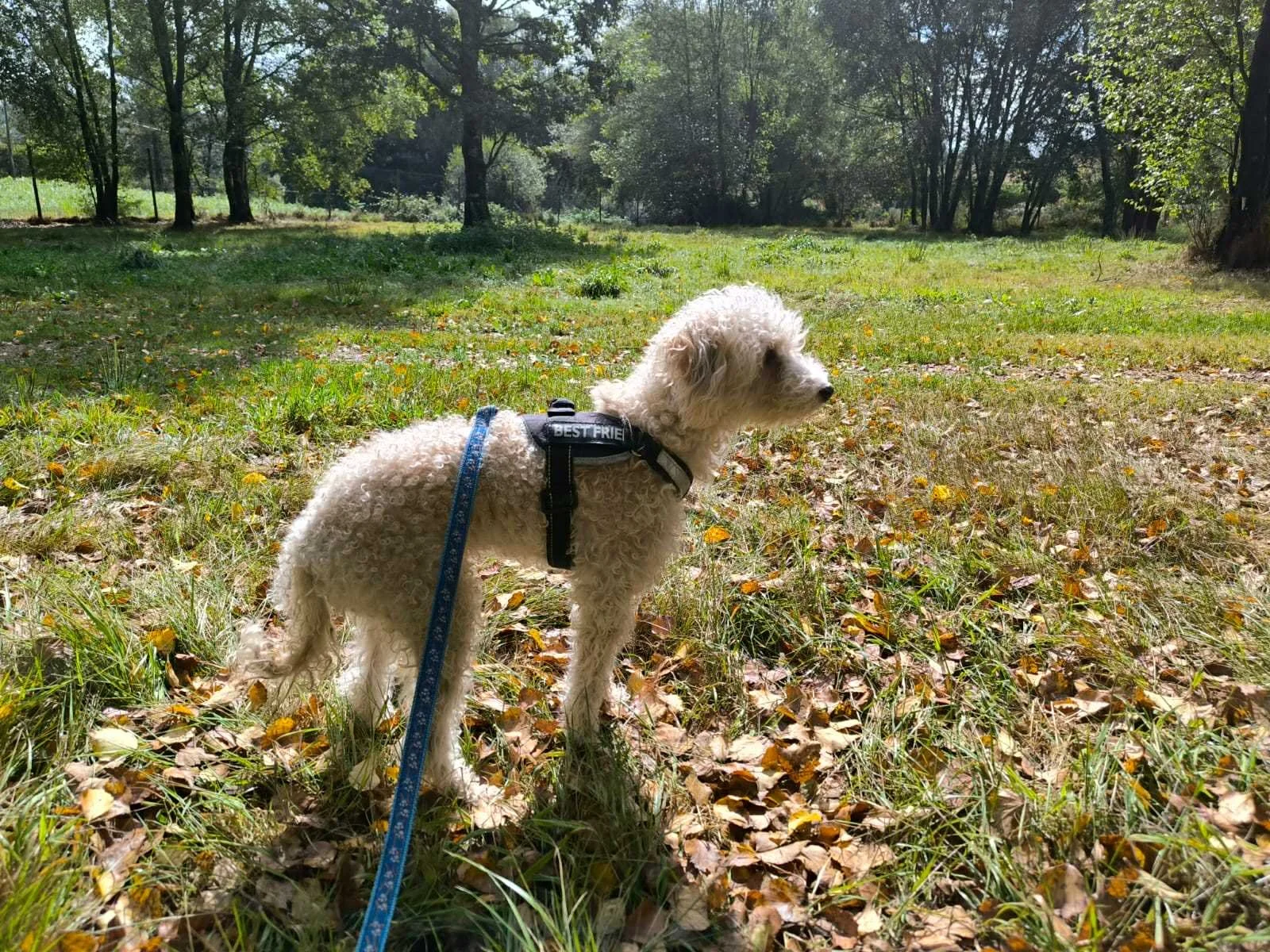Goku-Adopta un perro mayor pequeño-Adopta un perro-Adopta un perro de Lugo, Galicia-Ayuda a los perros callejeros, perros en adopción, adopta un perro, Protectora de Xermade, Animals Help2.jpeg