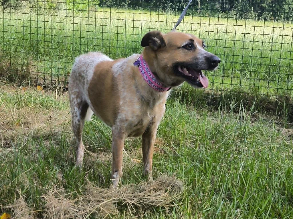 Foto de Libia, una perra de 9 años disponible para adopción en Animals Help, Protectora de Xermade, en Lugo, Galicia. Adopta un perro, ayuda a los perros abandonados.
