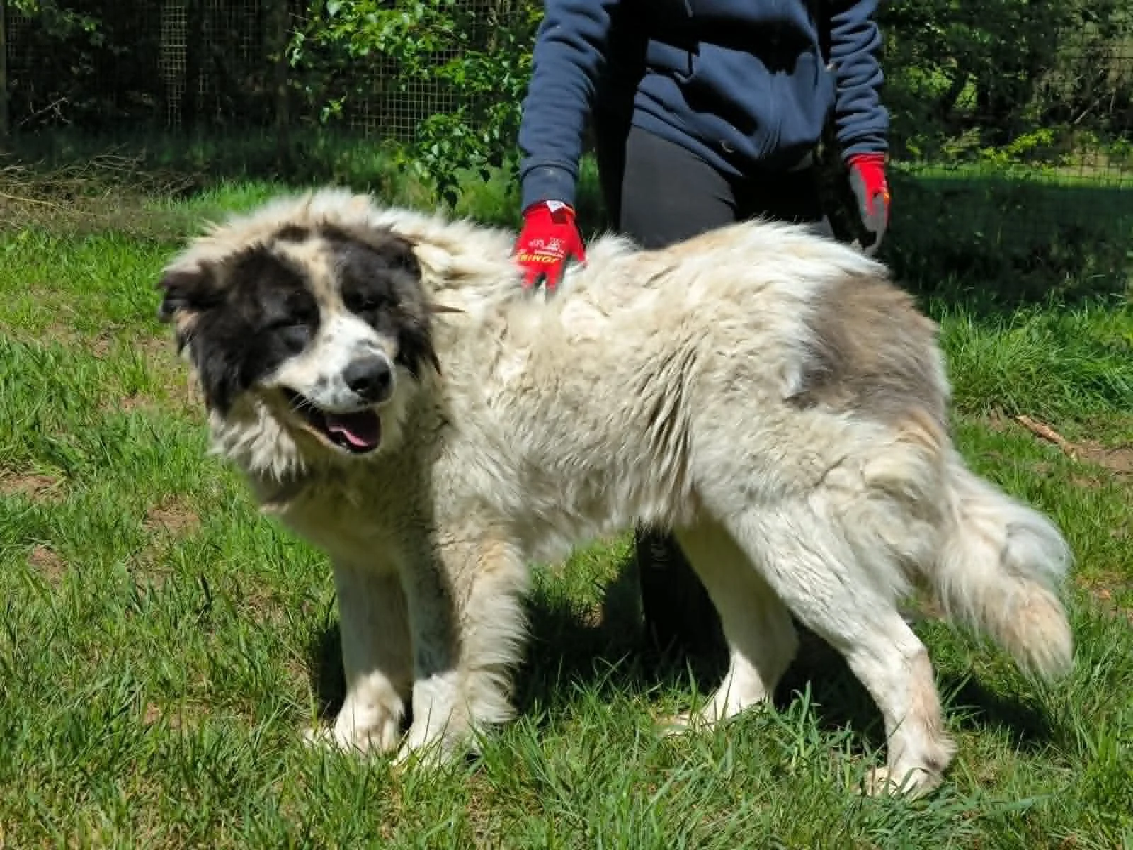 Salomon-perros en adopcion Lugo-adopte un perro lugo-Adoptar perro lugo-perros en adopcion Galicia-adoptar perro Galicia-Adopte un perro Lugo-Perros de refugio7.jpg