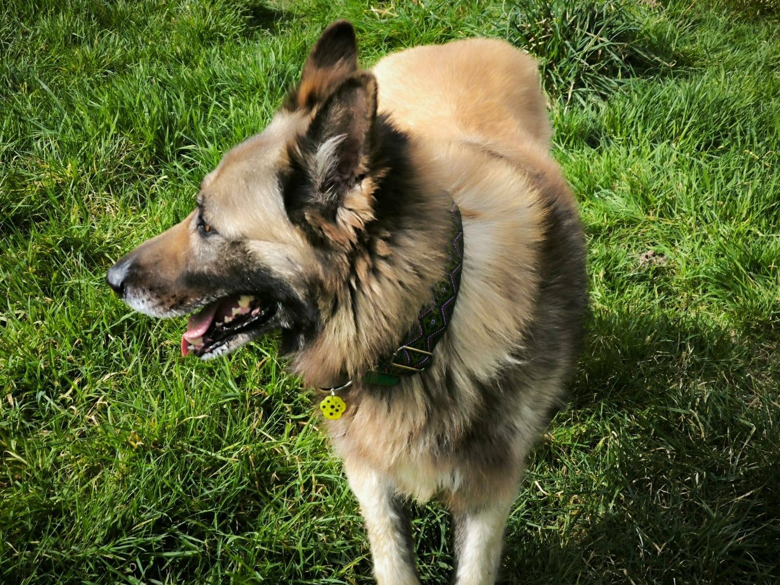 Foto de King, mestizo de pastor belga en la Protectora de Xermade. Adopta un perro en Lugo, Galicia, España, tenemos muchos perros maravillosos para adoptar en el refugio