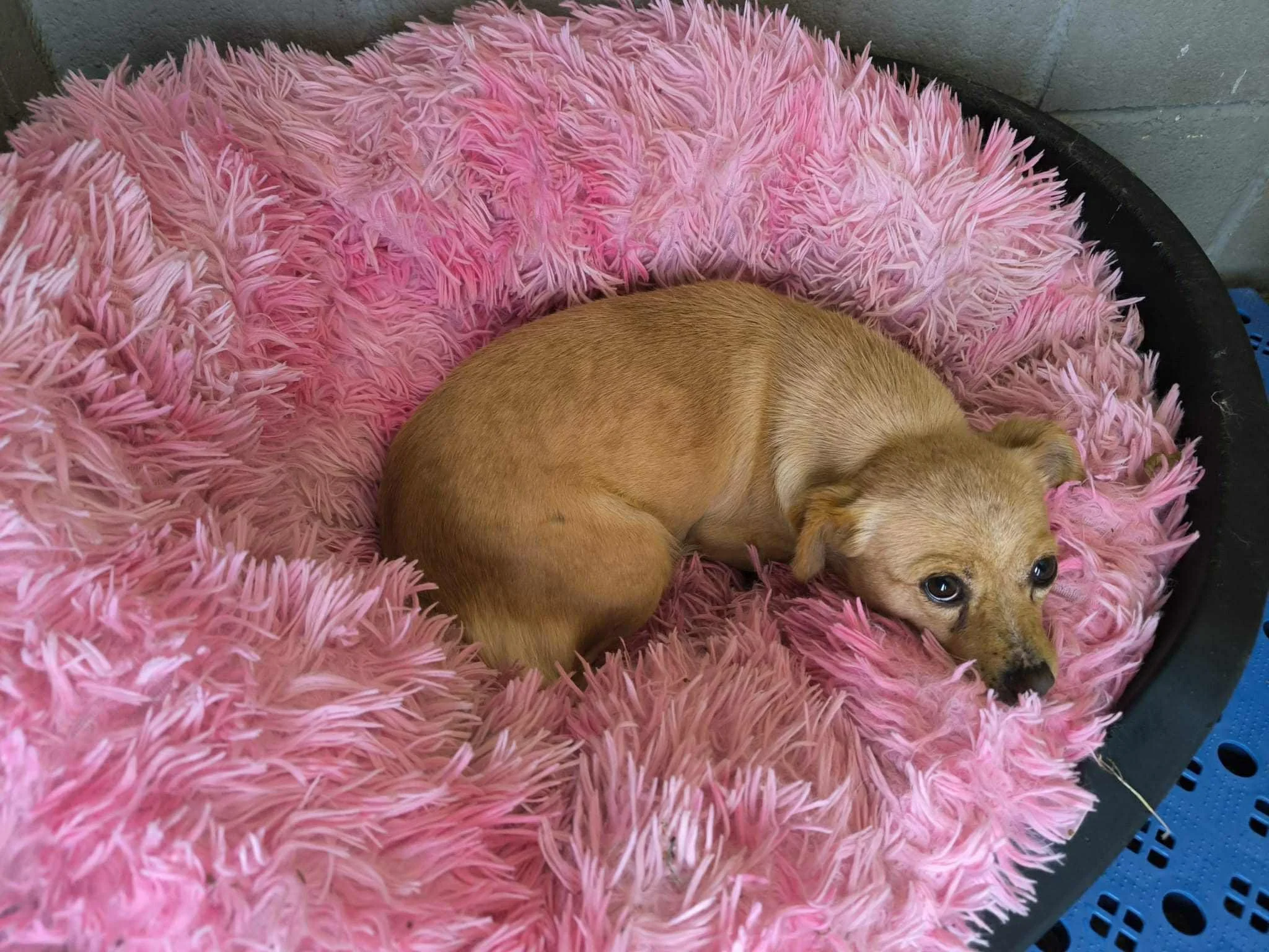 Foto de Chloe, una perrita disponible para adopción en el refugio de Xermade, Galicia, España. Adopte un perro Lugo, perros en adopción Galicia. Adoptar perro Lugo, Galicia, perros en adopción