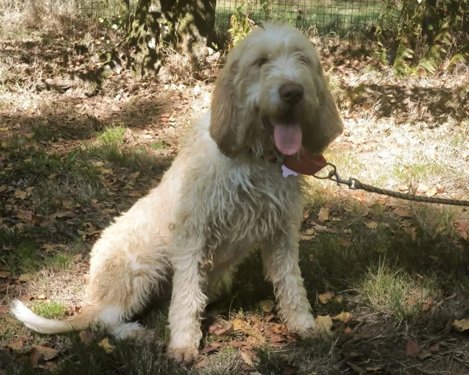 Adoptar+perro+Galicia-adopte+un+perro+Lugo-Perros+e+adopcion+Lugo-Adoptar+perro+Lugo-Perros+en+adopci%C3%B3n-protectora+de+Xermade-3.jpg
