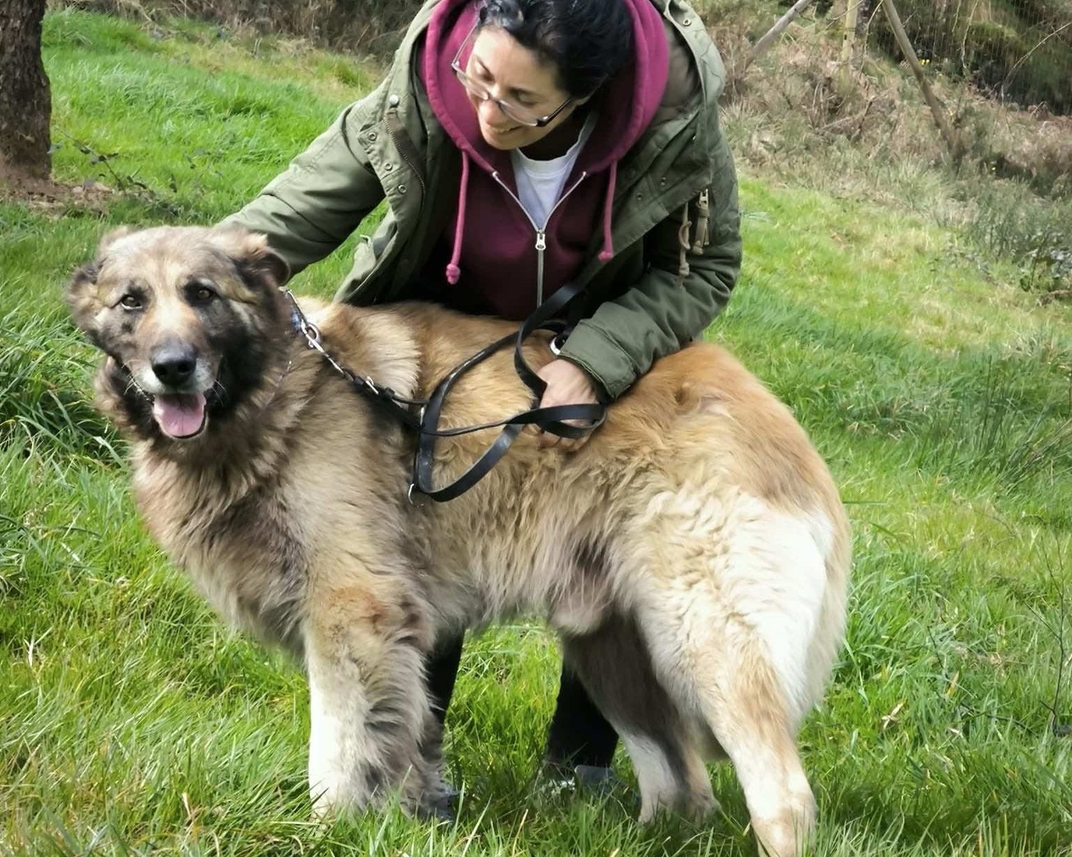 King-Pastor+Belga+mixto+en+adopcio%CC%81n+en+Lugo%2C+Galicia%2C+Espan%CC%83a-Adopta+un+perro+Lugo-Adopte+un+perro+Lugo-Perros+en+adopcio%CC%81n+Lugo-Adopta+un+perro+Galicia+Galicia-refugio+de+animales-Animals+Help-Protectora+de+Xermade7.jpg
