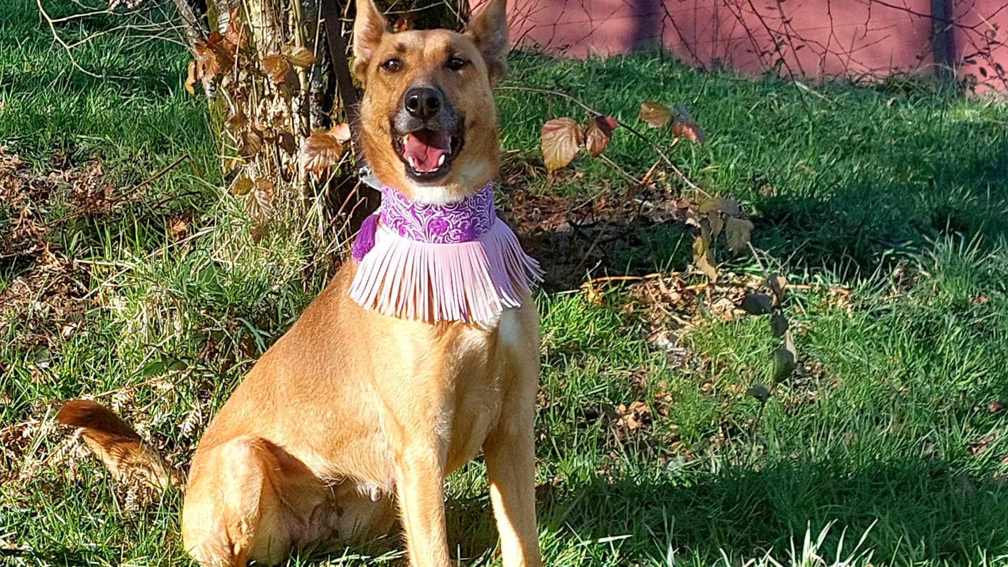 Spanish rescue dogs, the story of Libra Rescue dogs from Spain