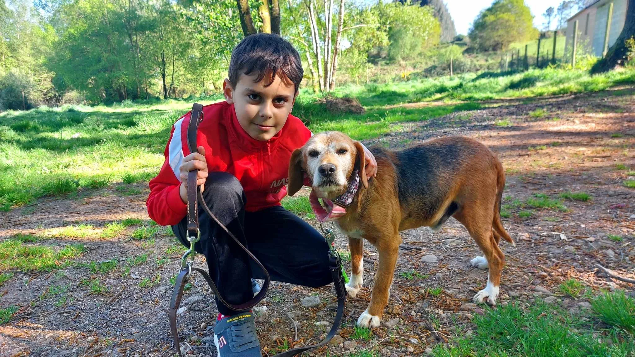 Adopt a Golden Retriever Mix Spanish Rescue Dogs Spanish Dog Rescue