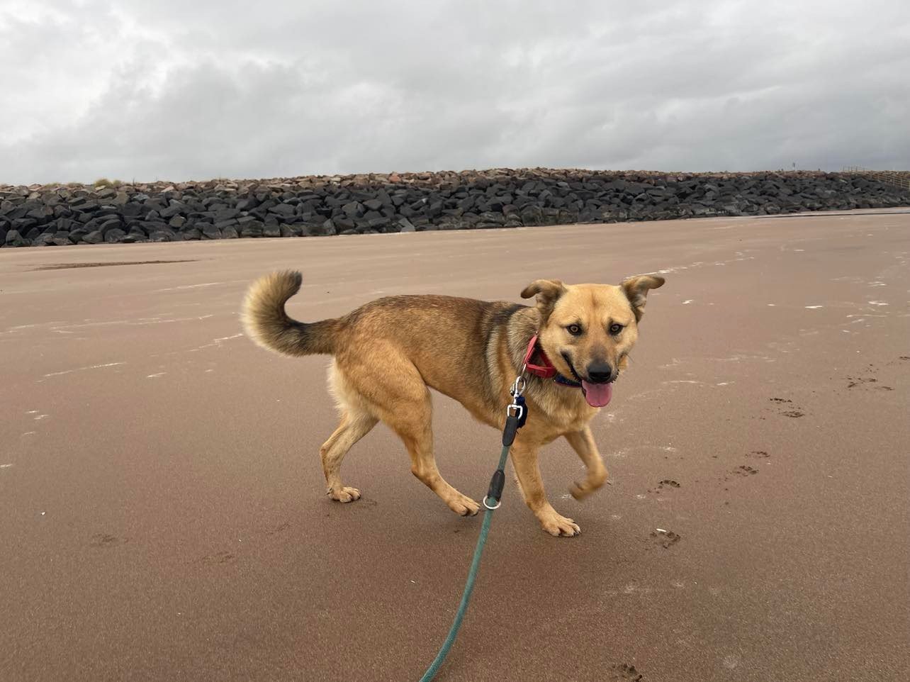 Pimba at the beach spanish rescue dog adopt a dog from Spain to the UK.jpg