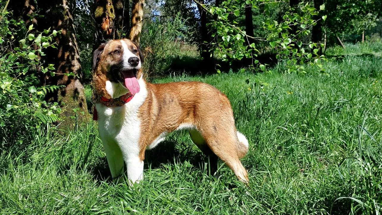 How do I adopt a dog from overseas? Spanish Rescue Dogs Dog Rescue