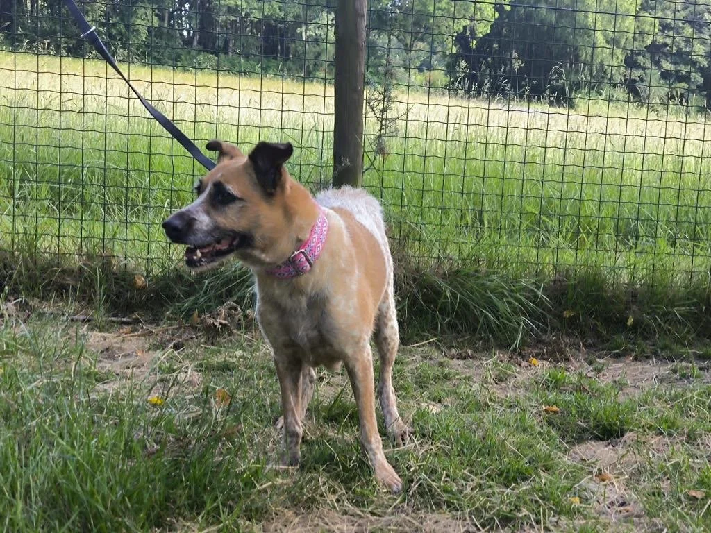 Foto de Libia, una perra de 9 años disponible para adopción en Animals Help, Protectora de Xermade, en Lugo, Galicia. Adopta un perro, ayuda a los perros abandonados.