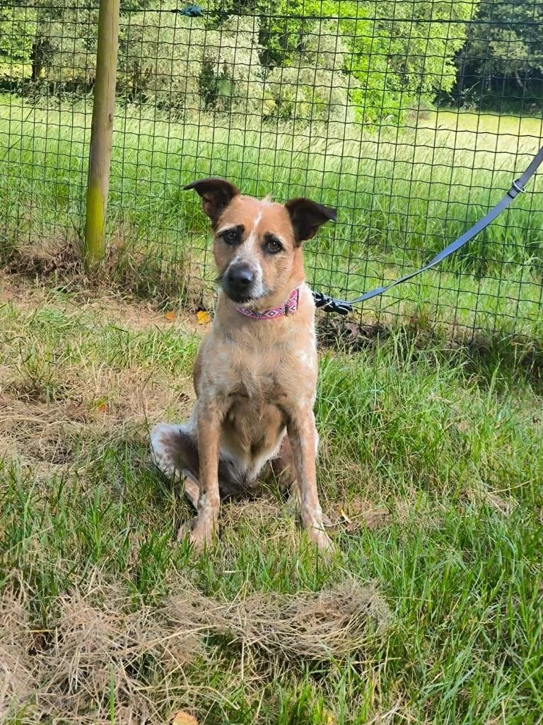 Foto de Libia, una perra de 9 años disponible para adopción en Animals Help, Protectora de Xermade, en Lugo, Galicia. Adopta un perro, ayuda a los perros abandonados.