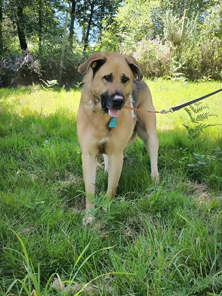 Aron-Adopta un mastín español-Adopta un perro de Lugo, Galicia: ayuda a los perros callejeros, perros en adopción, adopta un perro, Protectora de Xermade, Animals Help8.jpeg