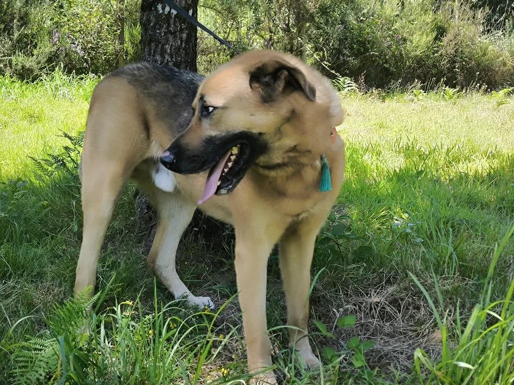 Aron-Adopta un mastín español-Adopta un perro de Lugo, Galicia: ayuda a los perros callejeros, perros en adopción, adopta un perro, Protectora de Xermade, Animals Help3.jpeg